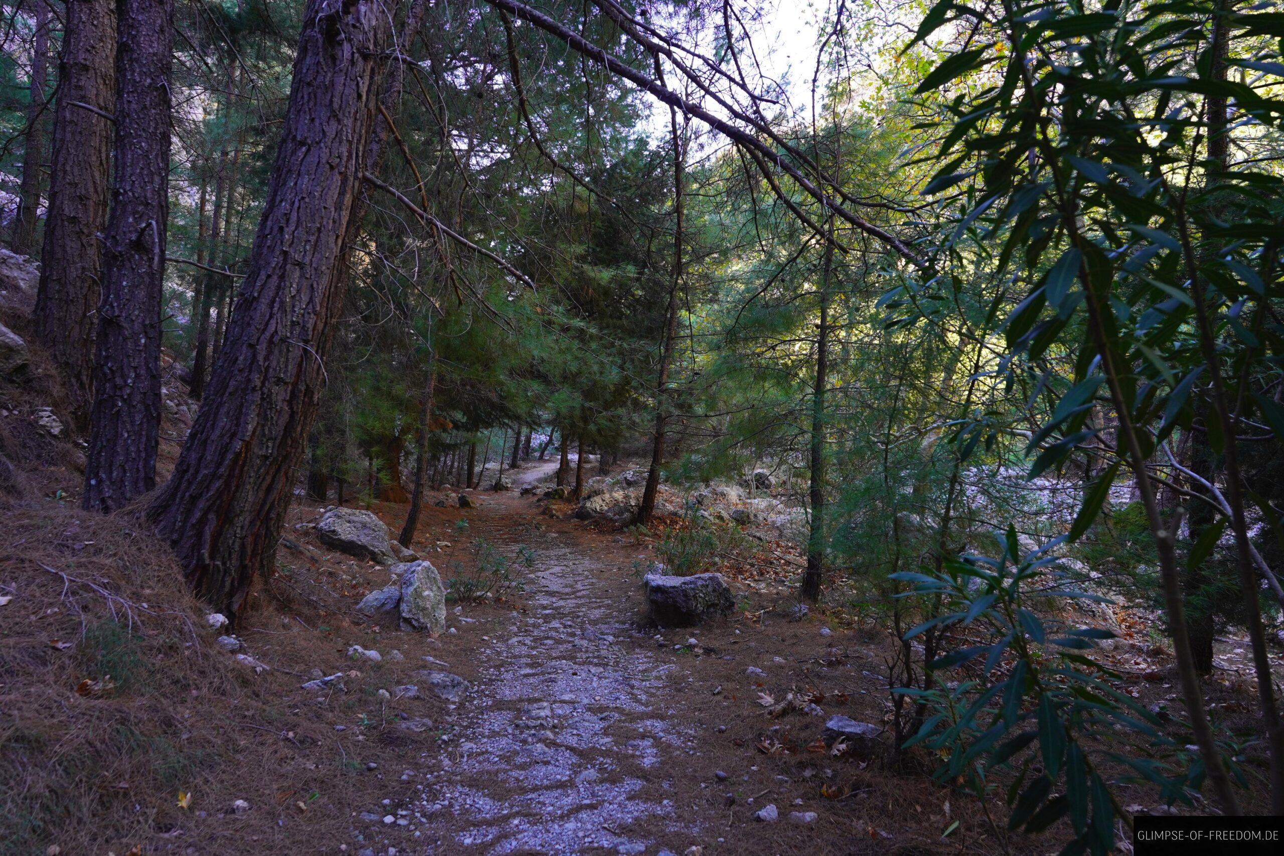 Agia Irini Schlucht Waldweg scaled Agia Irini Schlucht Waldweg