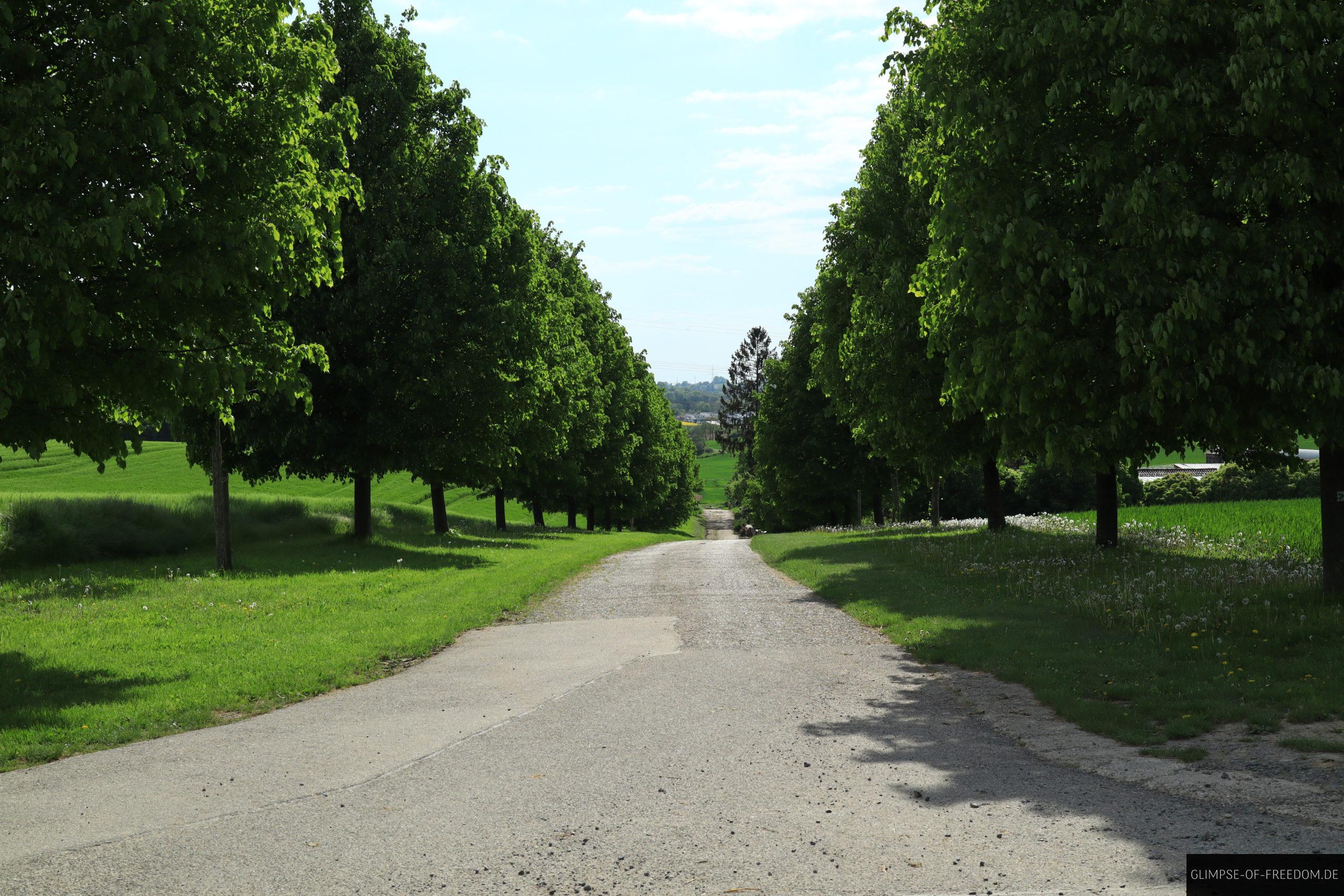 Allee mit Baeumen bei Leimen scaled Allee mit Bäumen bei Leimen