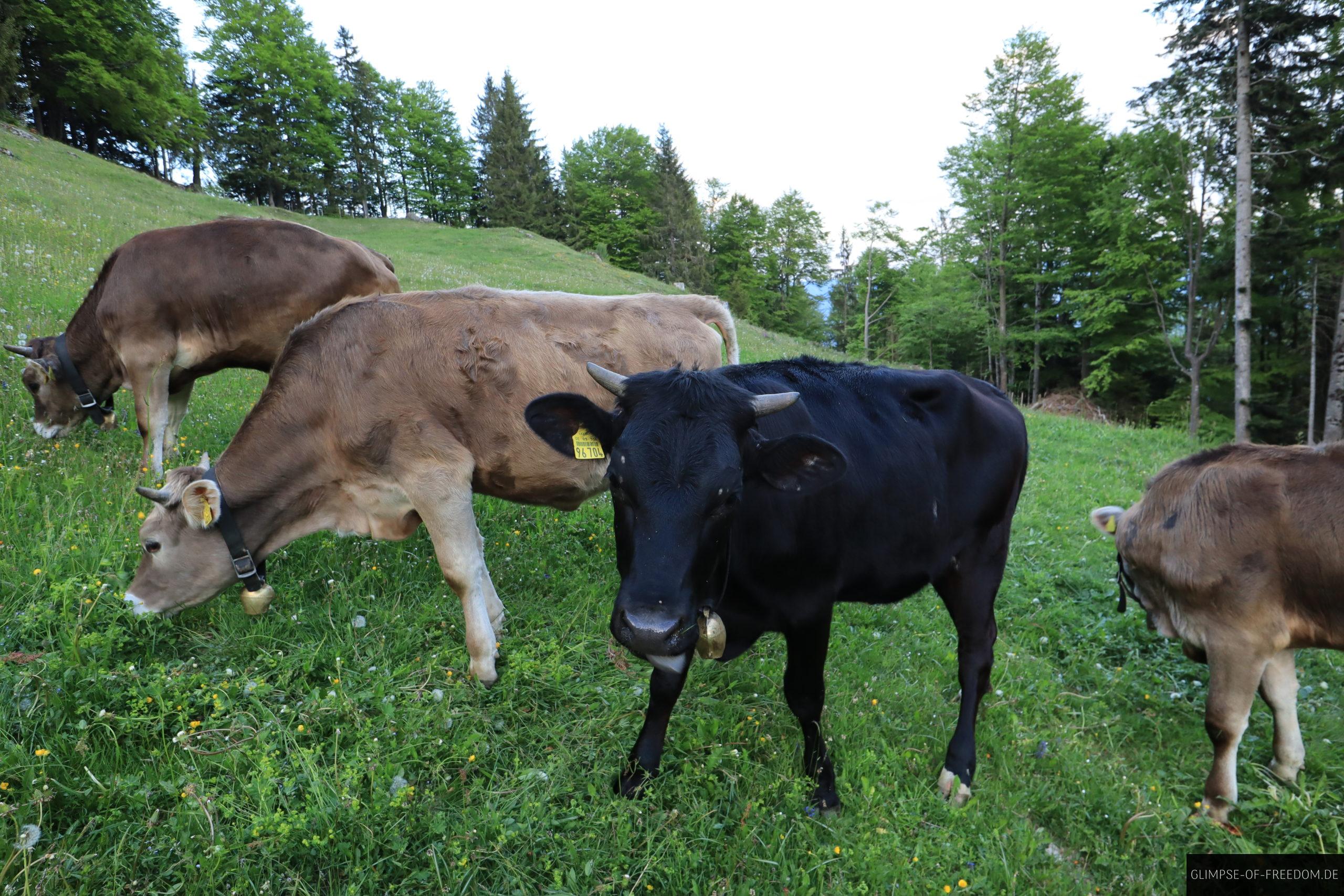 Allgäuer Kühe auf der Wiese