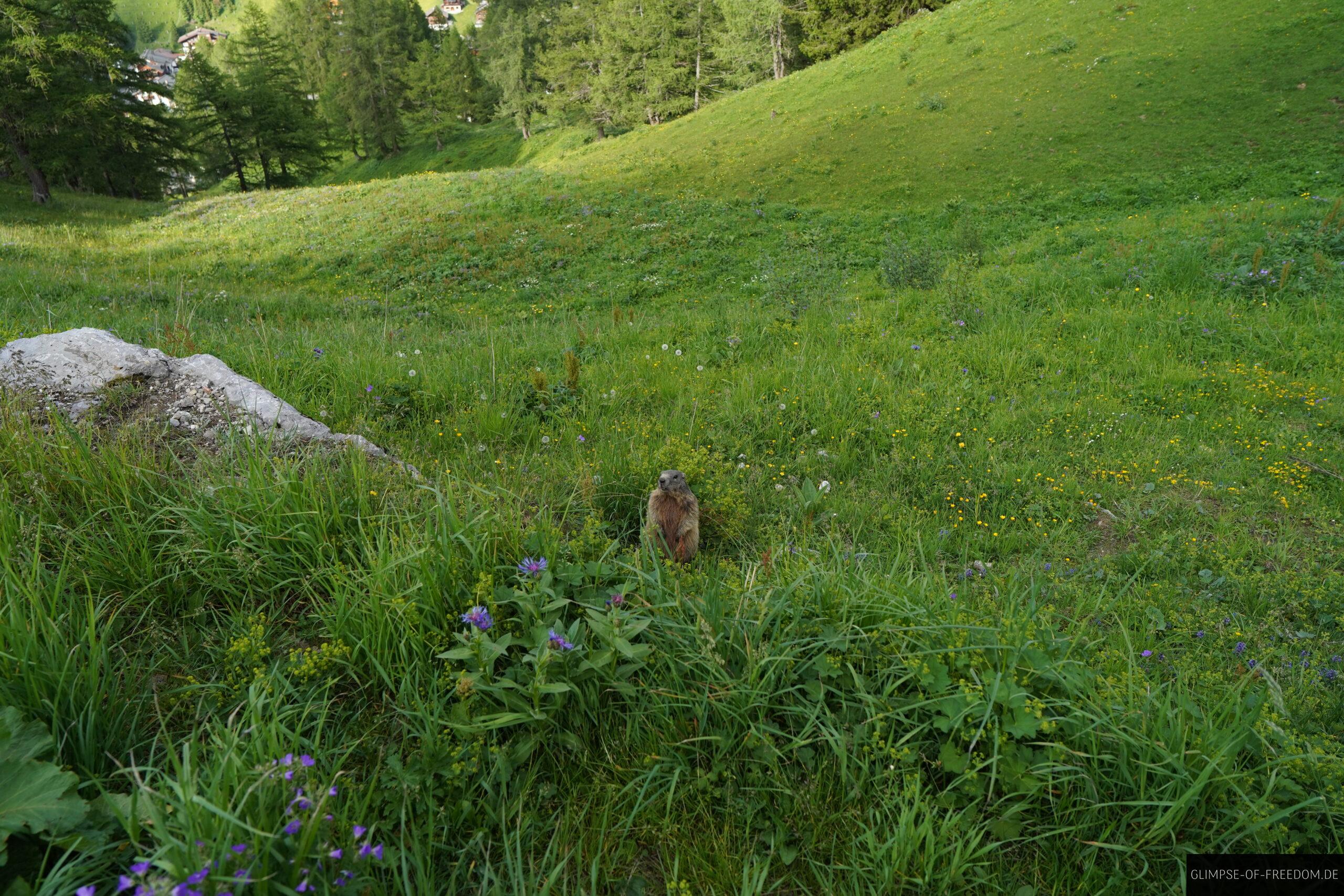 Alpenmurmeltier auf der Fuerstin Gina Wanderung scaled Alpenmurmeltier auf der Fürstin Gina Wanderung