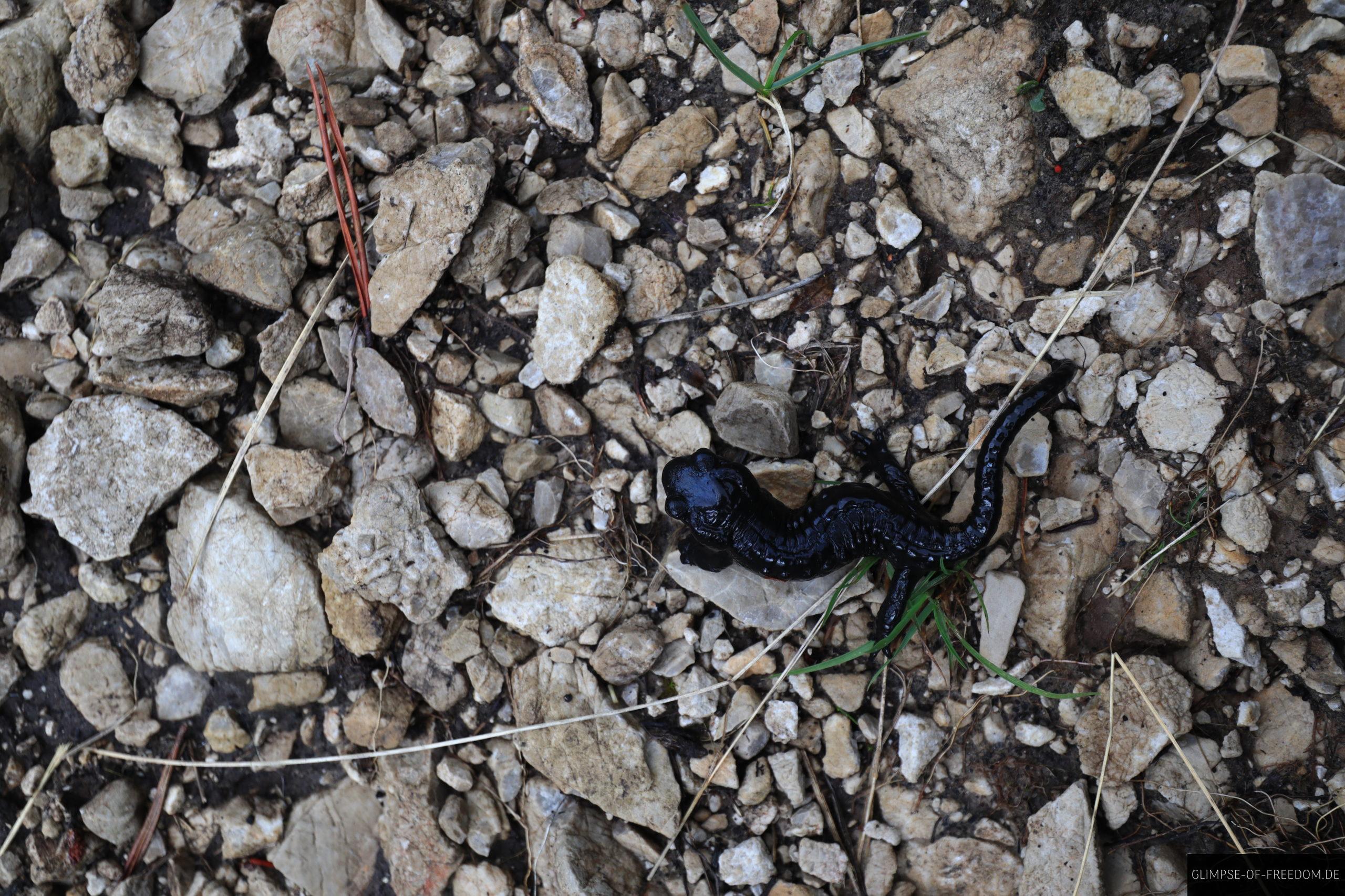 Alpensalamander Kuchelberg scaled Alpensalamander Kuchelberg