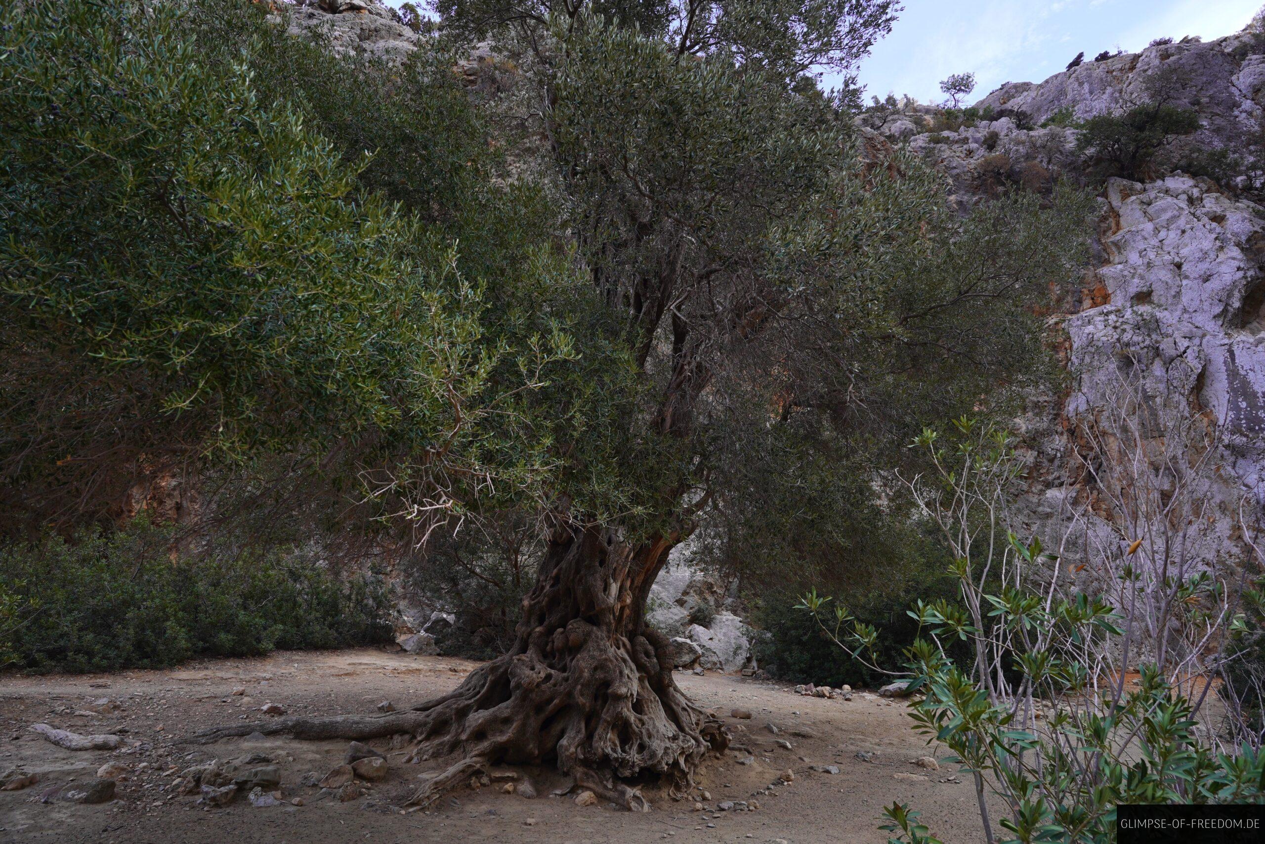 Alter Baum in der Schlucht scaled Alter Baum in der Schlucht