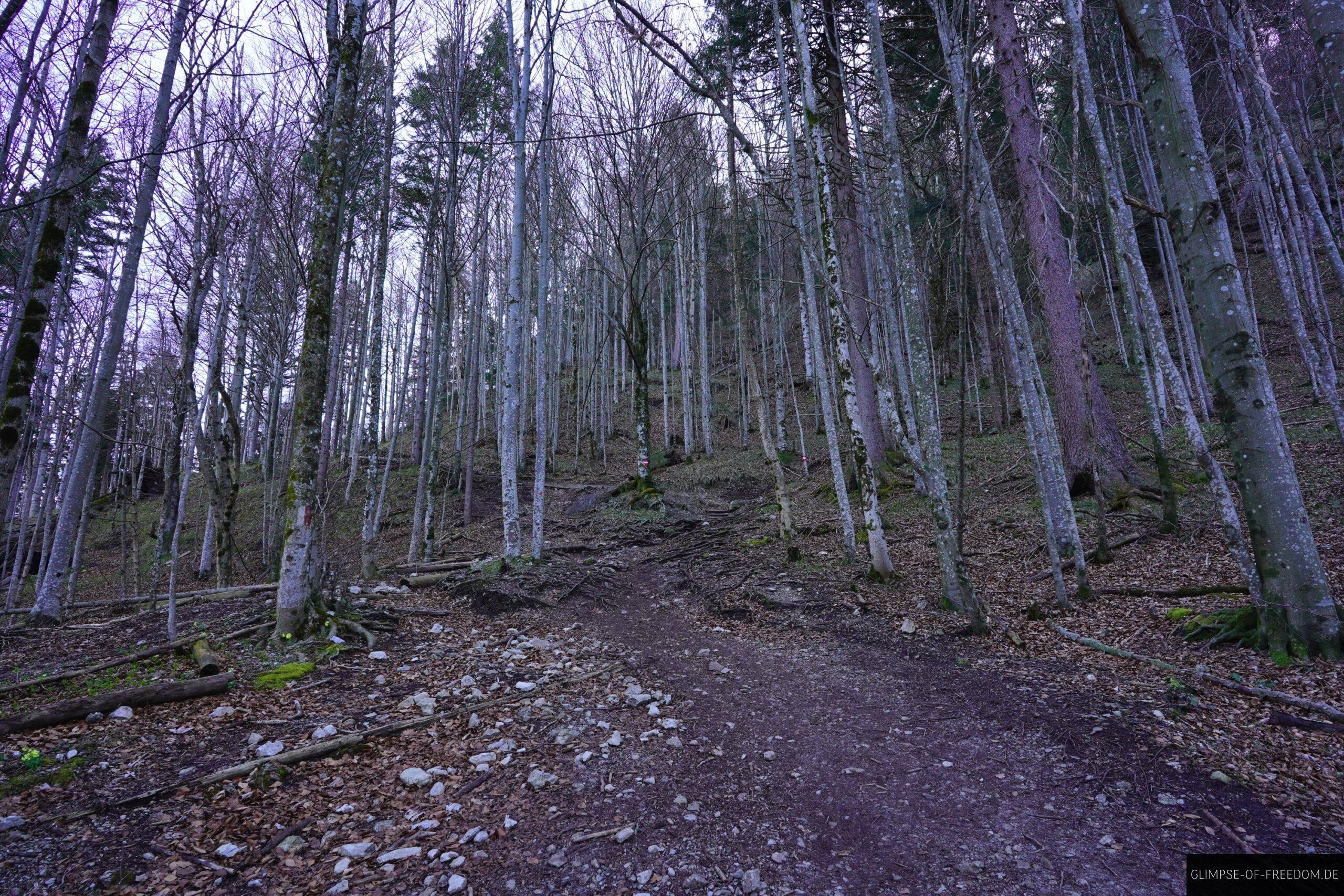 Anfaenglicher Aufstieg zum am Jochberg durch den Wald scaled Anfänglicher Aufstieg zum am Jochberg durch den Wald