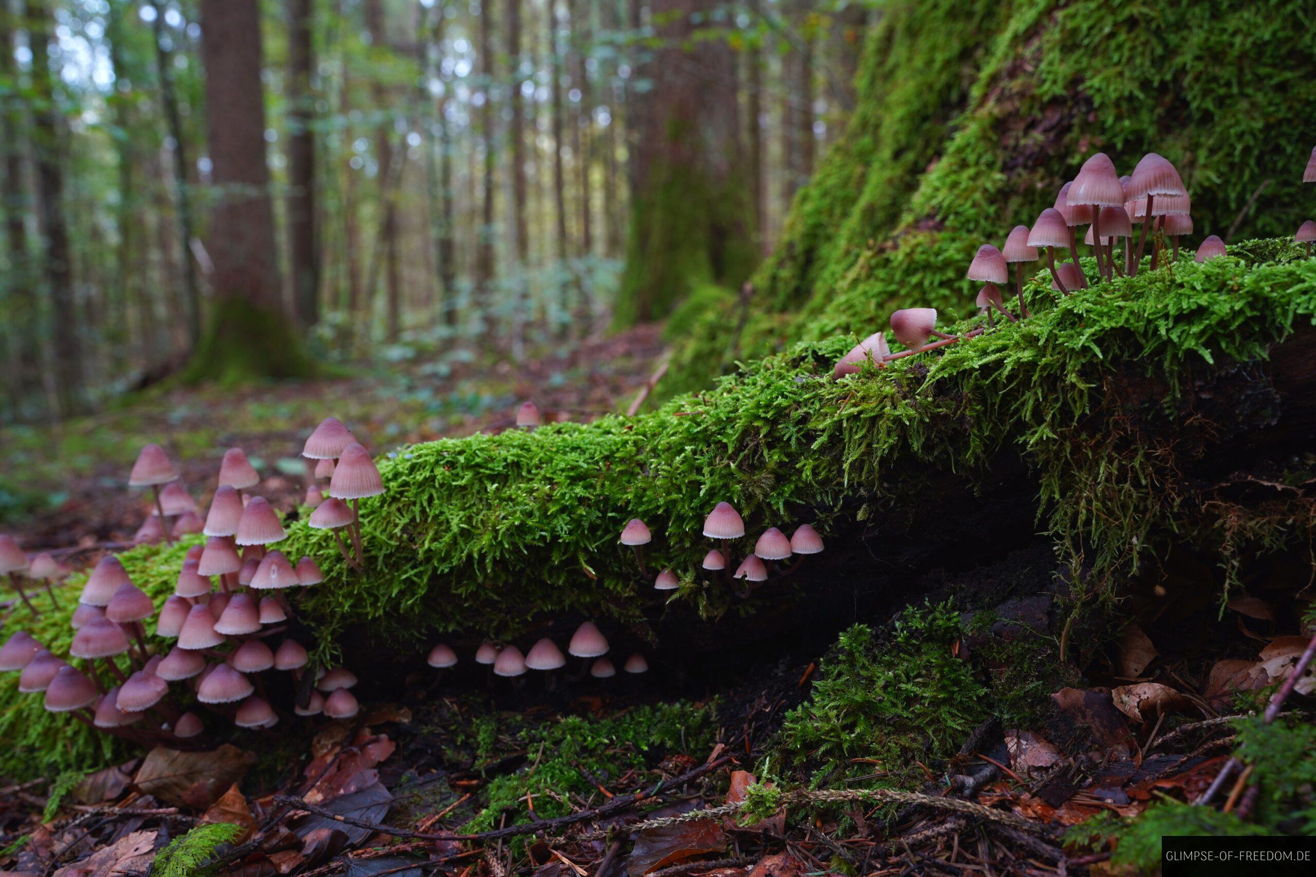 Ansammlung von kleinen Pilzen im Donau Felsengarten scaled Ansammlung von kleinen Pilzen im Donau Felsengarten