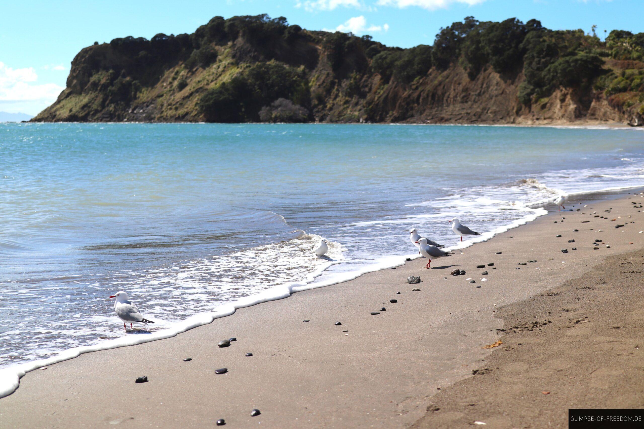 Army Bay Beach scaled Army Bay Beach