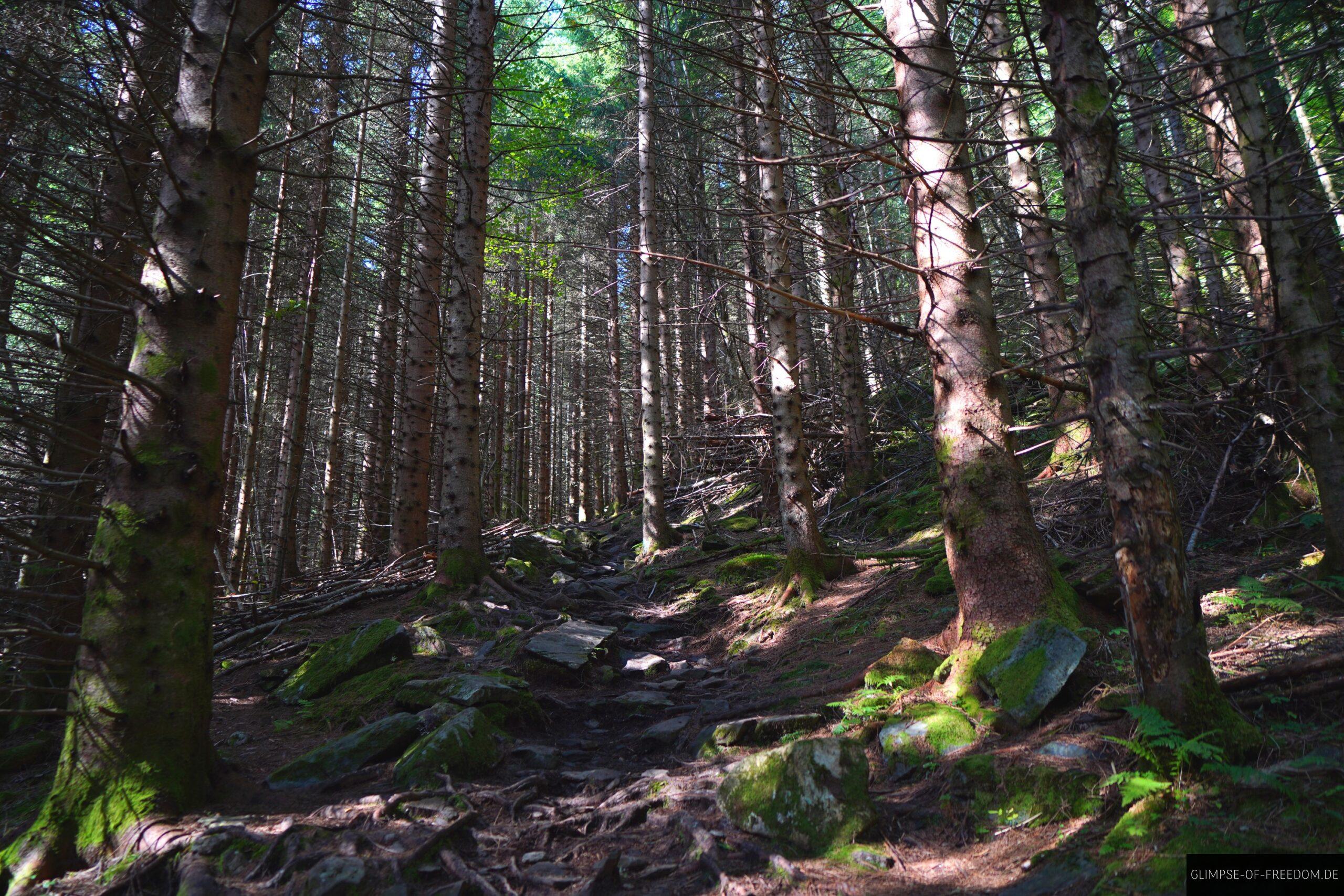 Aufstieg am Oksen durch den Wald scaled Aufstieg am Oksen durch den Wald