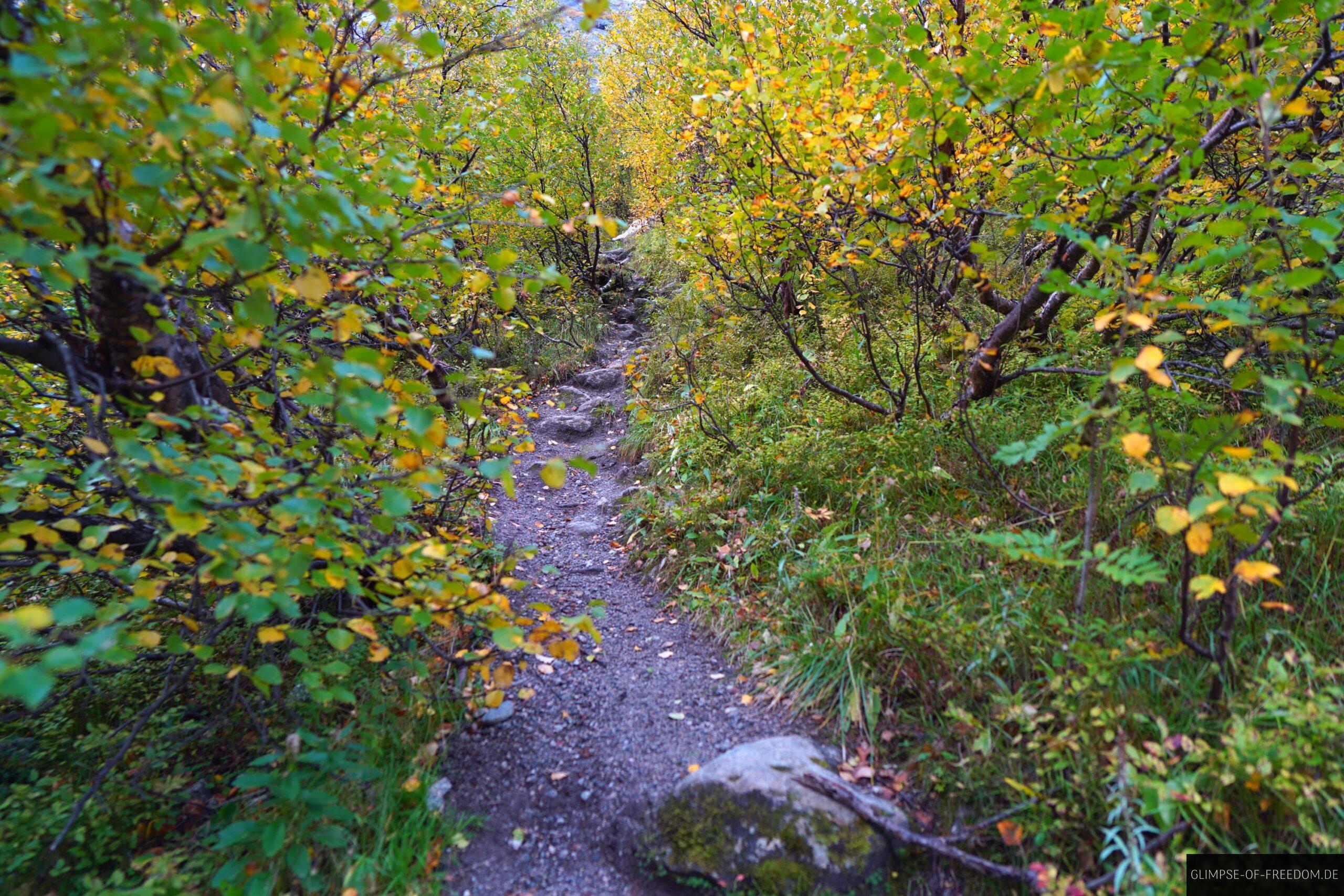 Aufstieg zum Kattanakken durch Straeucher scaled Aufstieg zum Kattanakken durch Sträucher