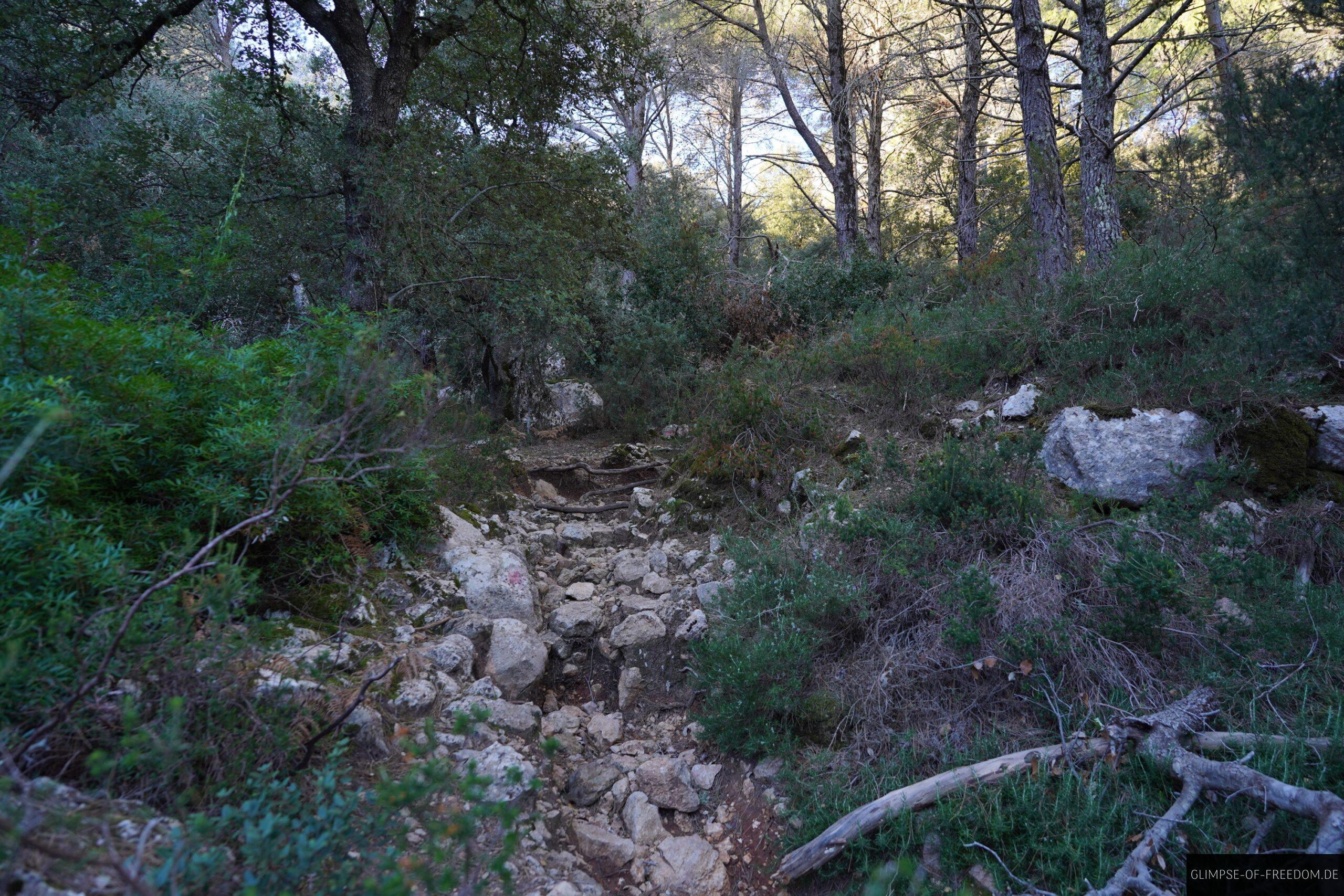 Aufstieg zum Puig de Massanella durch den Wald scaled Aufstieg zum Puig de Massanella durch den Wald