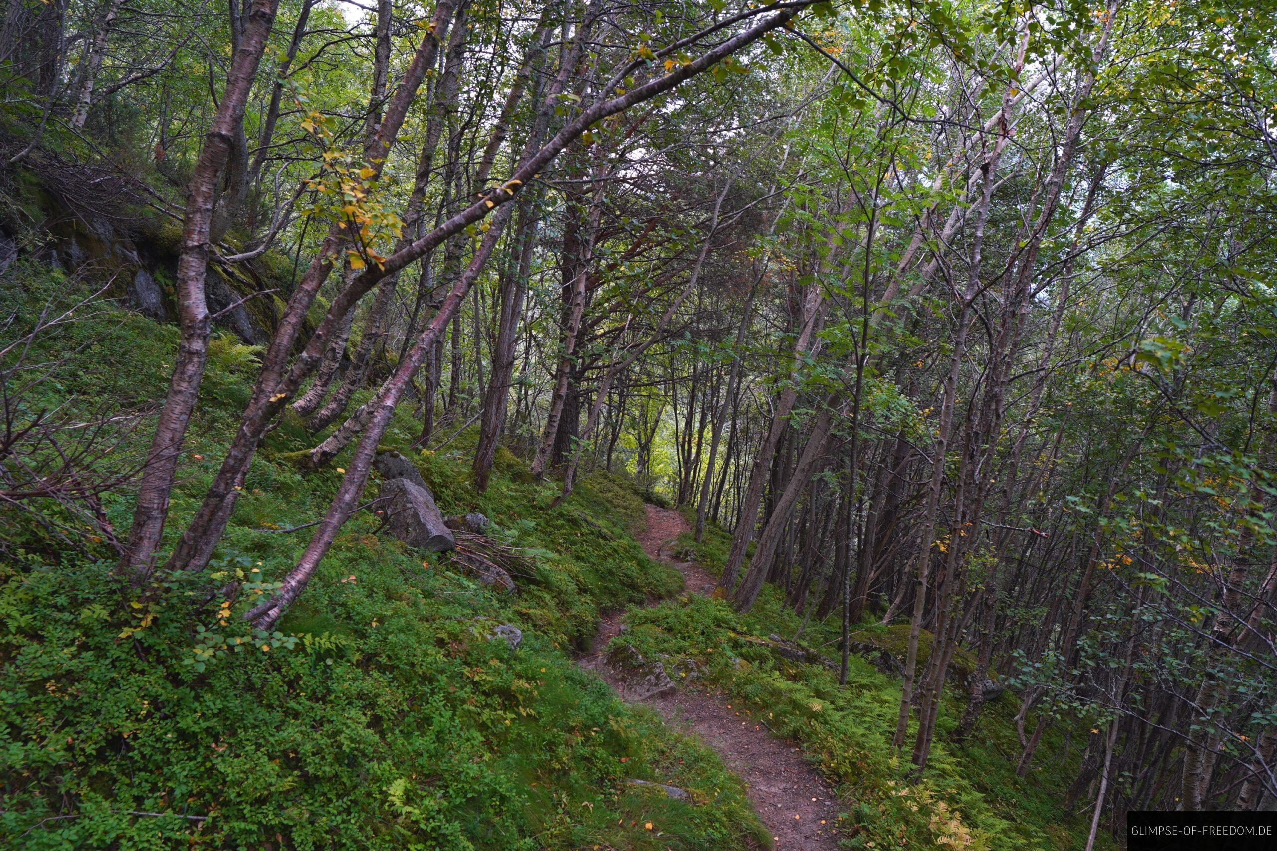 Aufstieg zum Rossnos durch den Wald scaled Aufstieg zum Rossnos durch den Wald