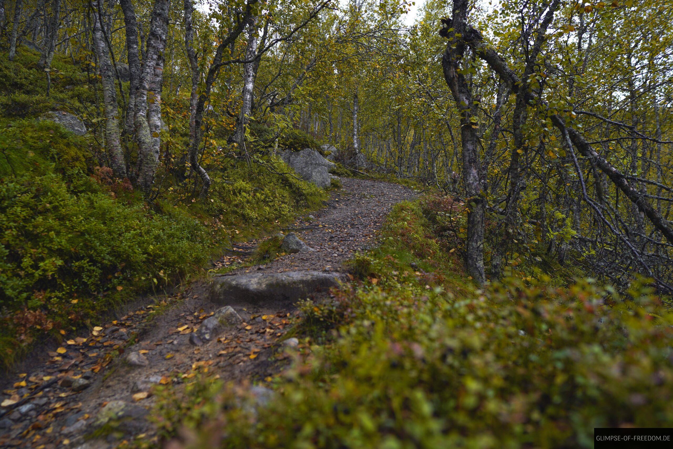 Aufstieg zum Wasserfall durch den Wald scaled Aufstieg zum Wasserfall durch den Wald