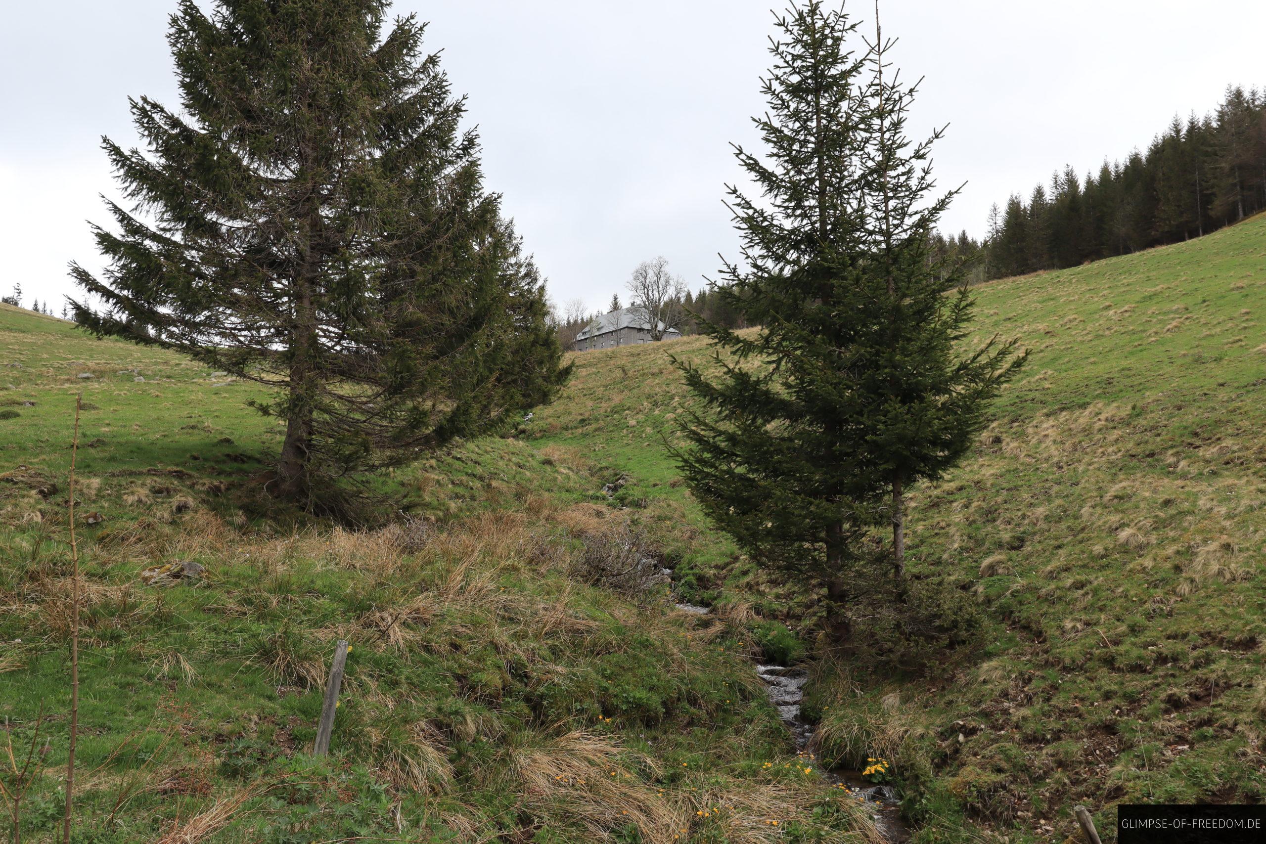 Aus dem Wald auf die Wiesen scaled Aus dem Wald auf die Wiesen