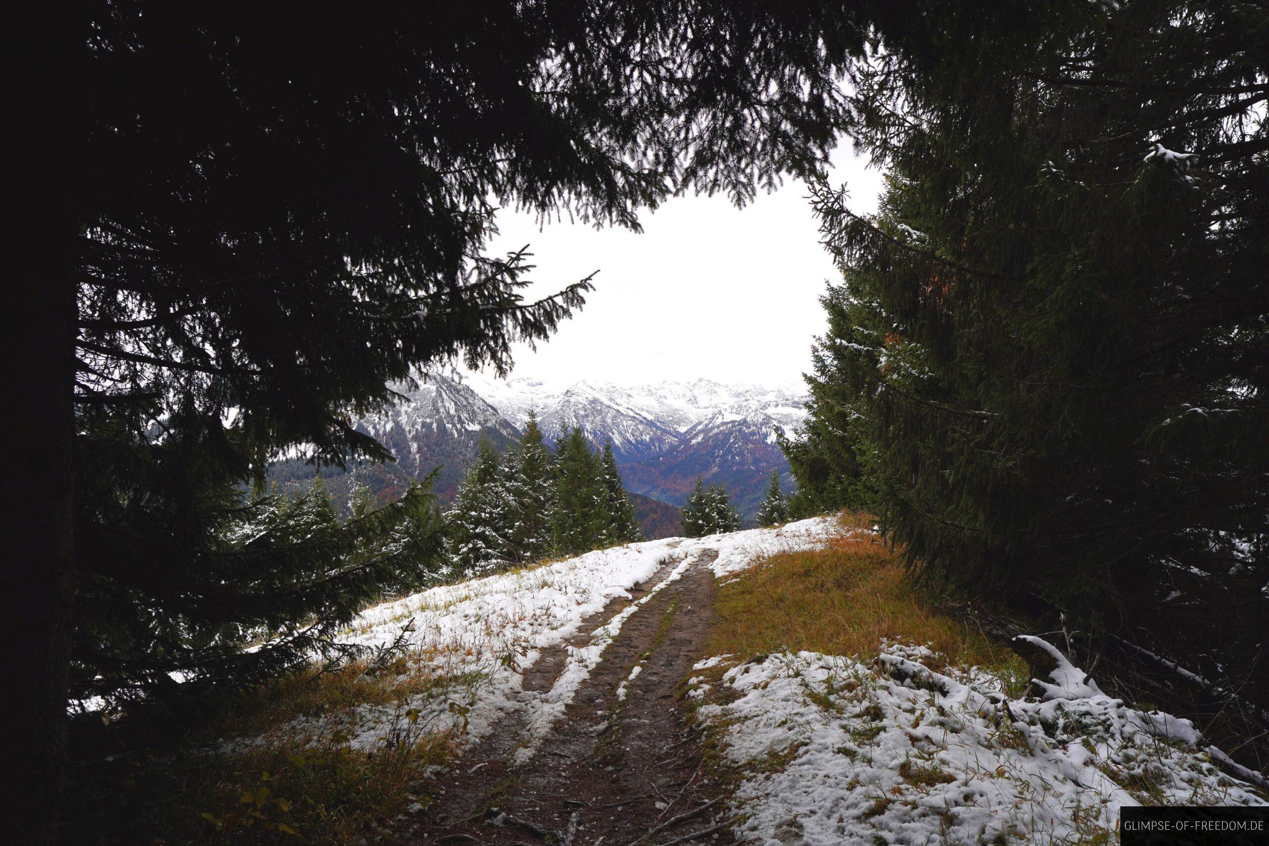 Aus dem Wald in das offene Gebiet scaled Aus dem Wald in das offene Gebiet