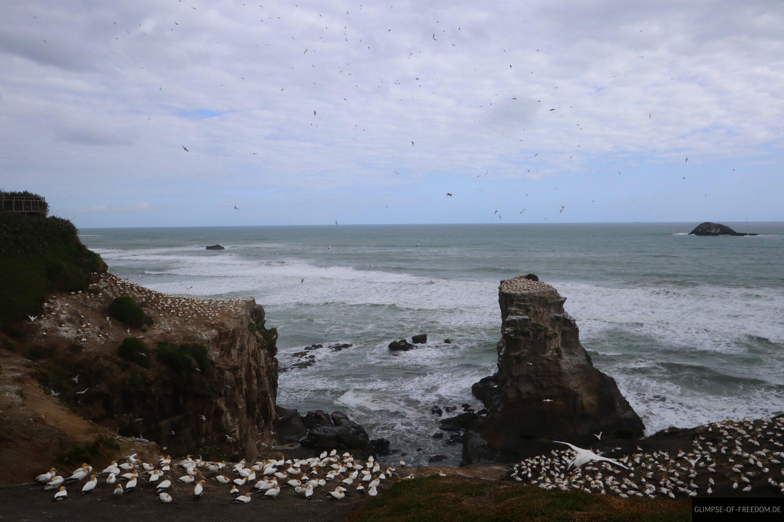 Ausblick auf die unzaehligen Voegel scaled Ausblick auf die unzähligen Vögel