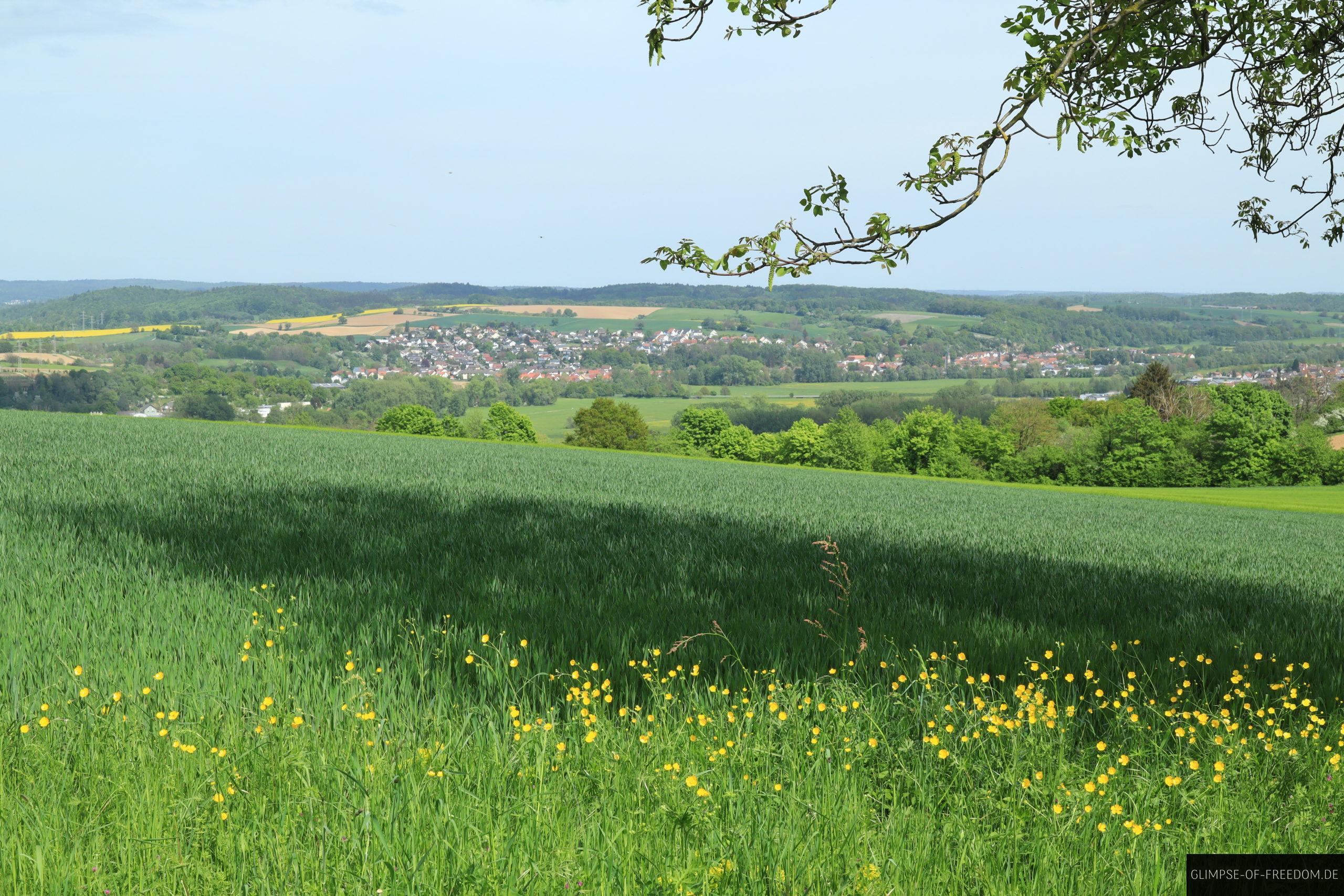 Ausblick ueber Wiesen und Blumen bei Gauangelloch scaled Ausblick über Wiesen und Blumen bei Gauangelloch