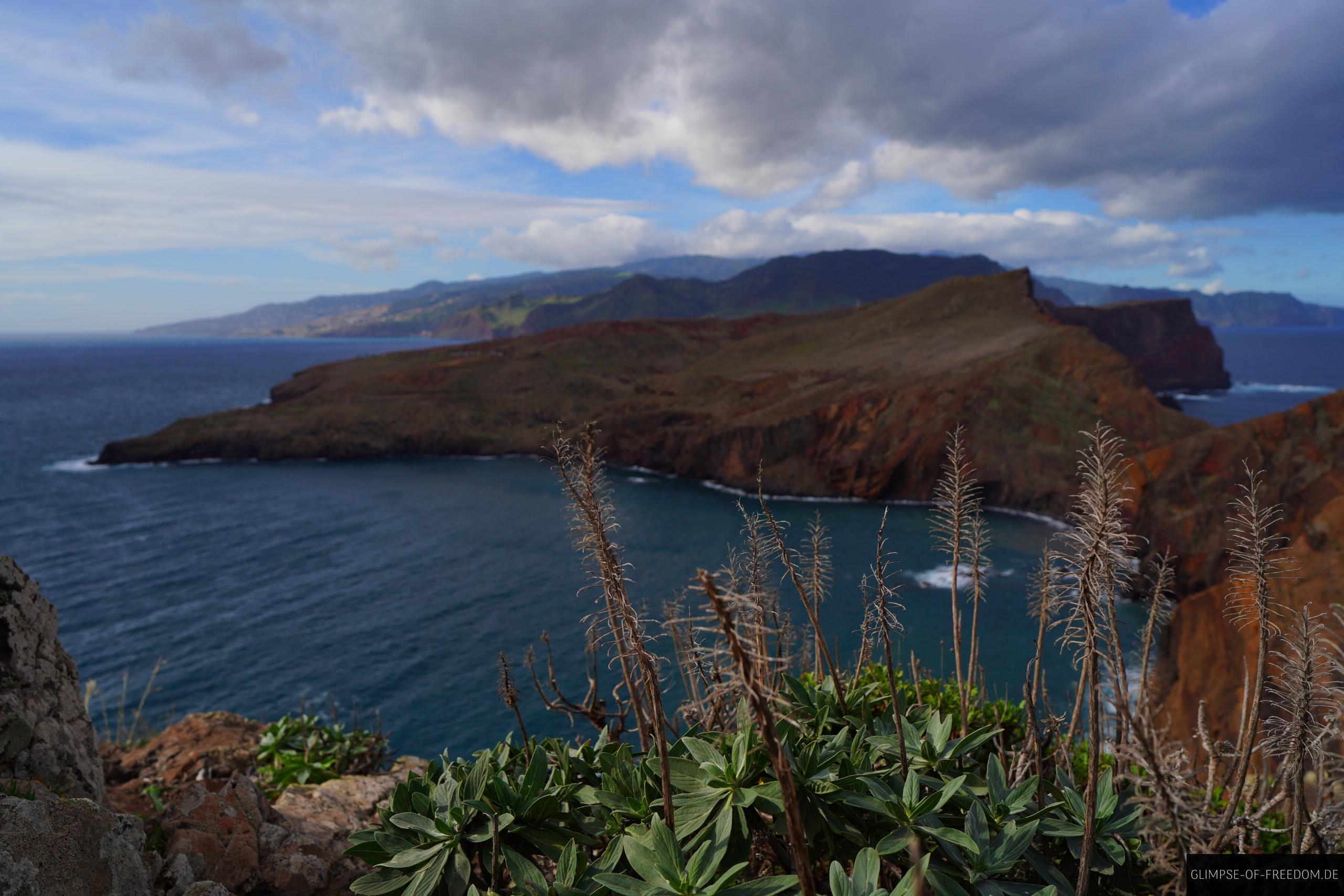Aussicht auf Madeira mit Pflanzen im Vordergrund Aussicht auf Madeira mit Pflanzen im Vordergrund