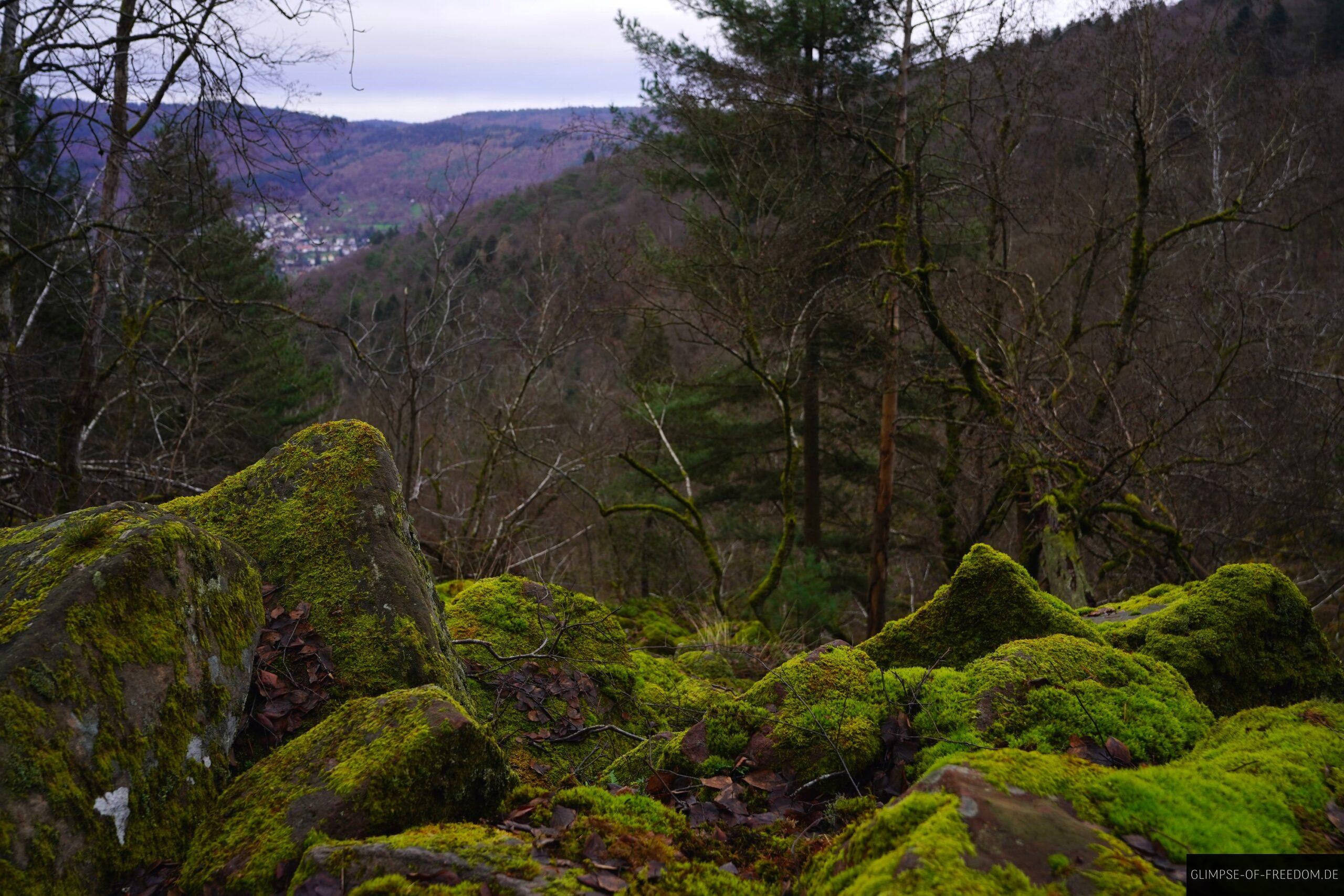 Aussicht vom Koenigstuhl Felsenmeer scaled Aussicht vom Königstuhl Felsenmeer