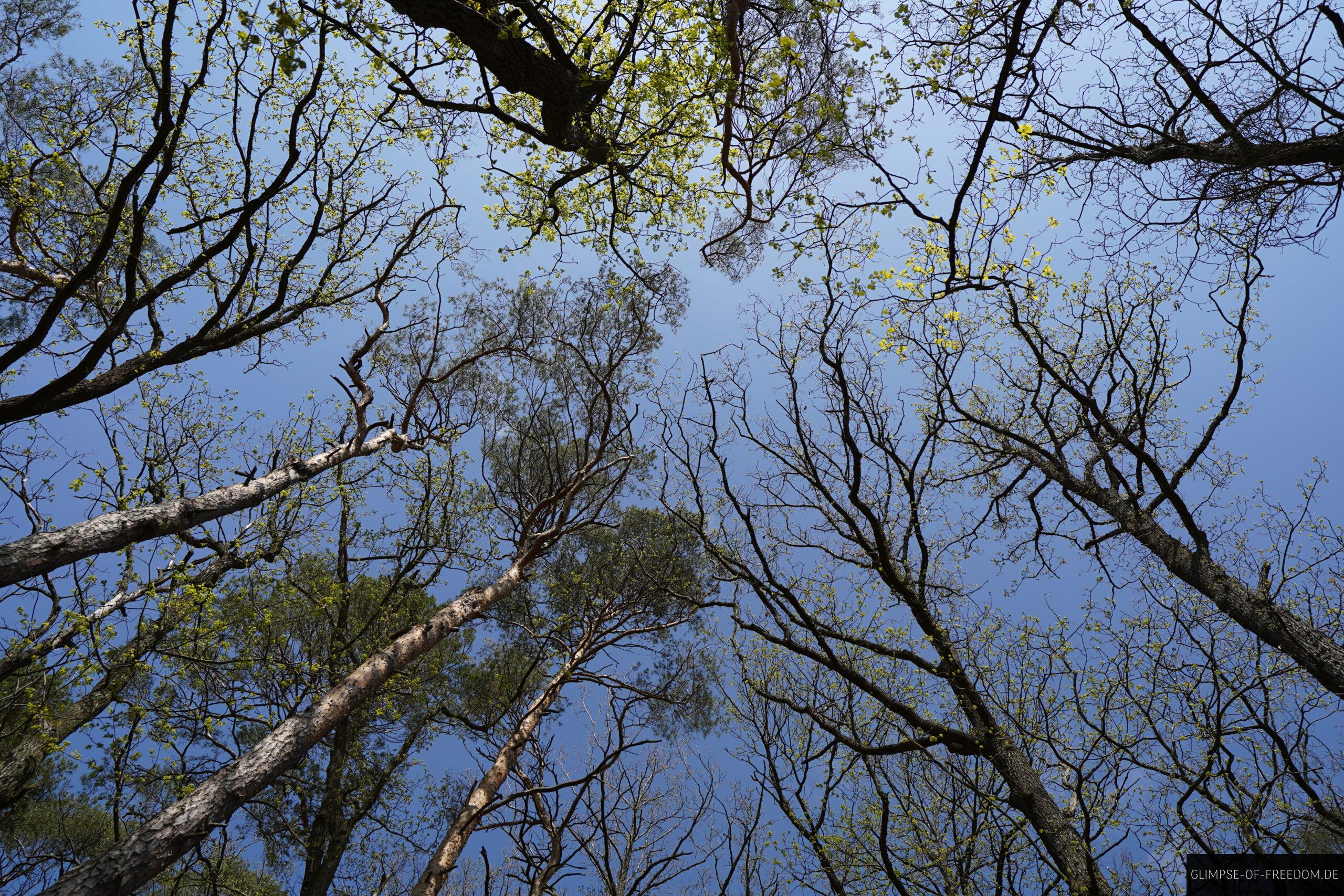 Baeume am Edersee scaled Bäume am Edersee