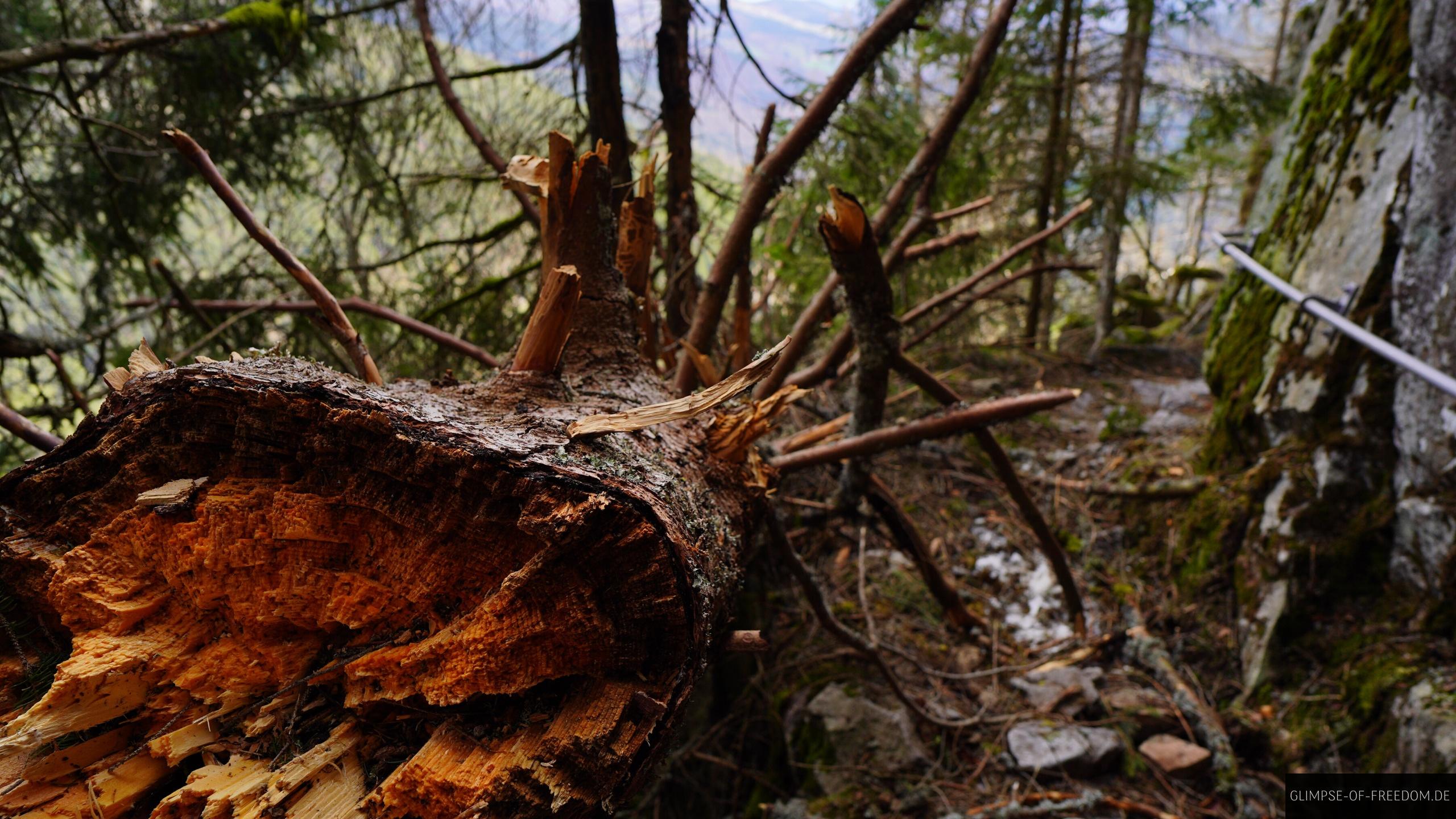 Baumstam auf dem Sentir des Roches Wanderweg Baumstam auf dem Sentir des Roches Wanderweg