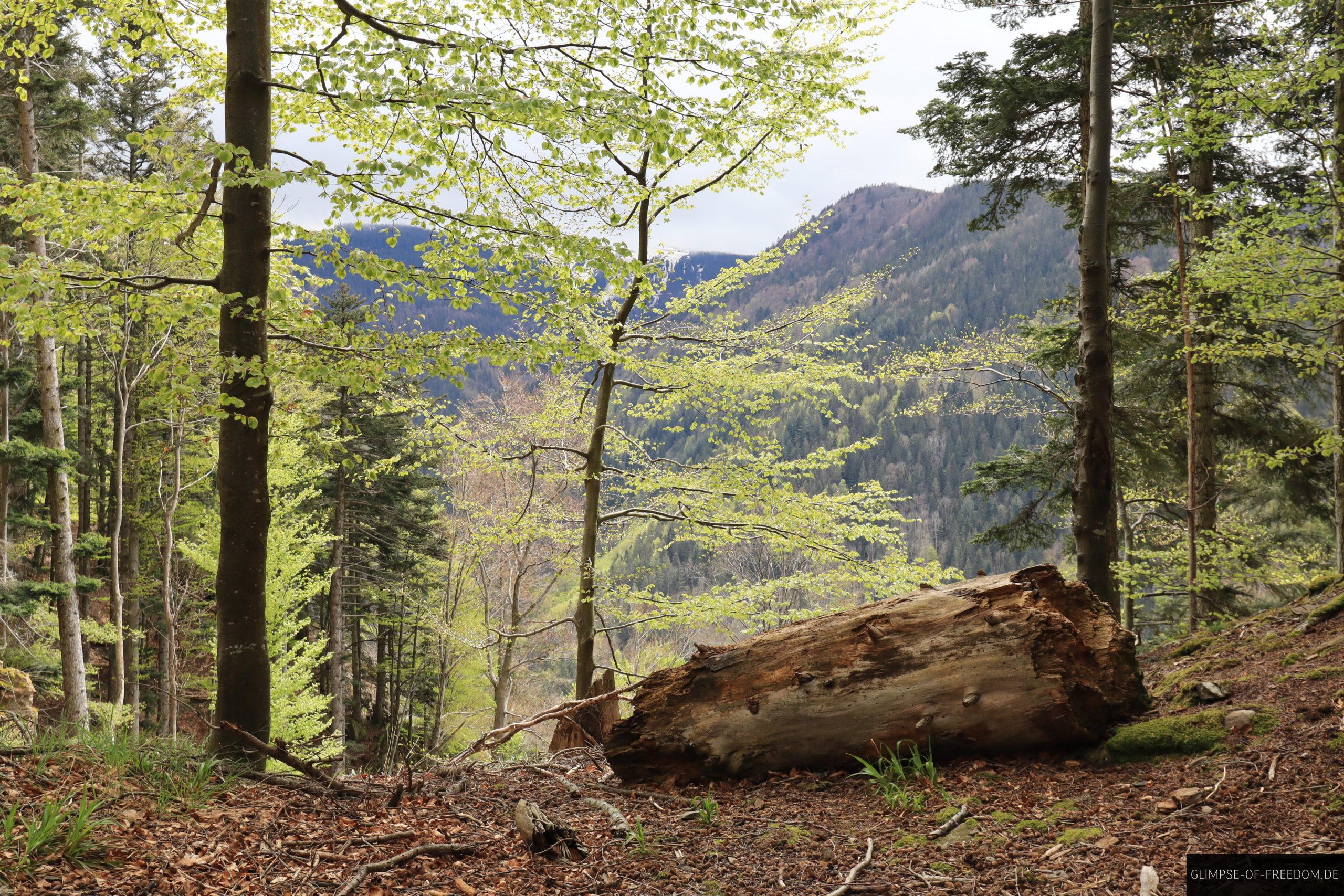 Baumstamm mit Schwarzwald im Hintergrund