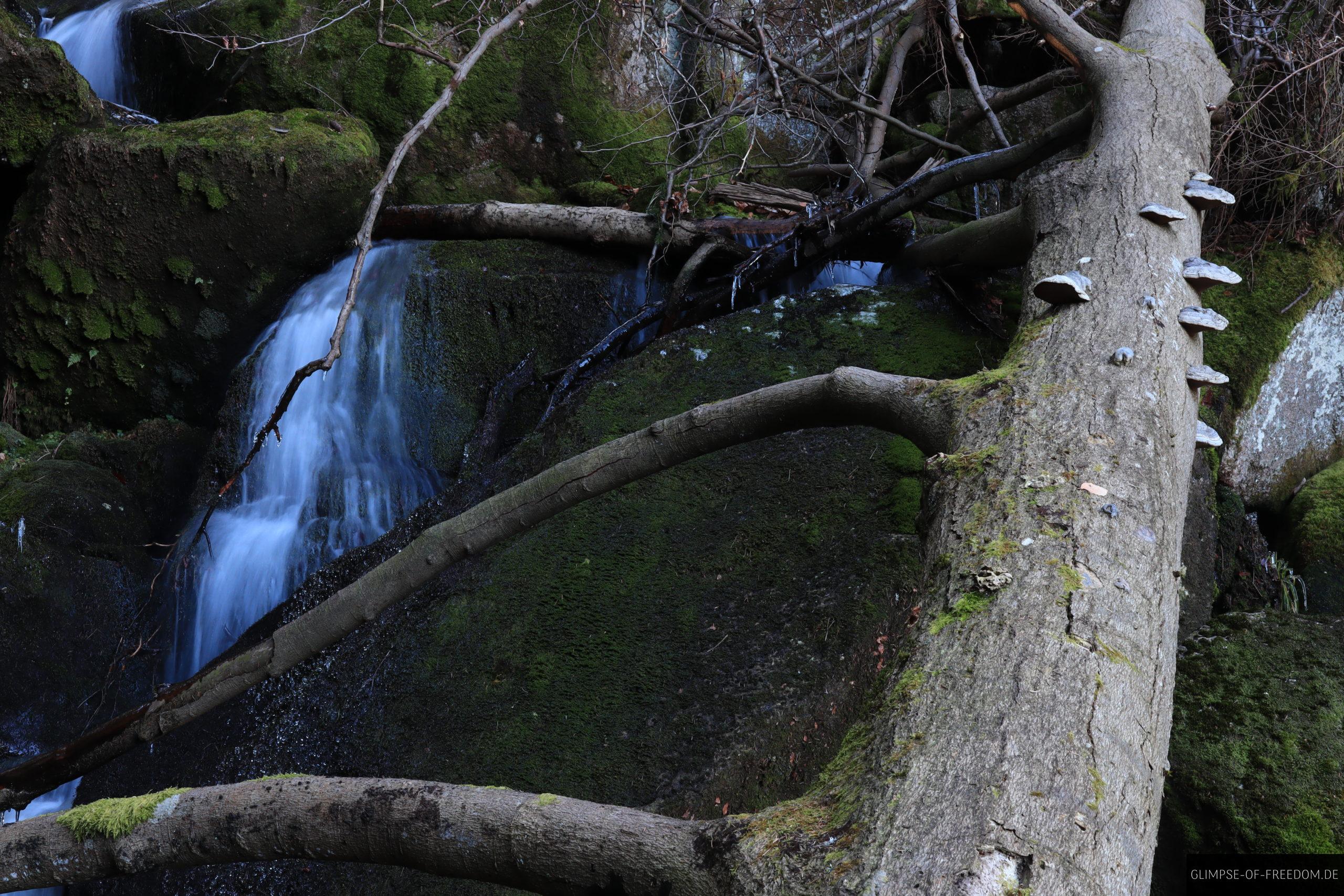 Baumstamm ueber dem Gertelbach scaled Baumstamm über dem Gertelbach