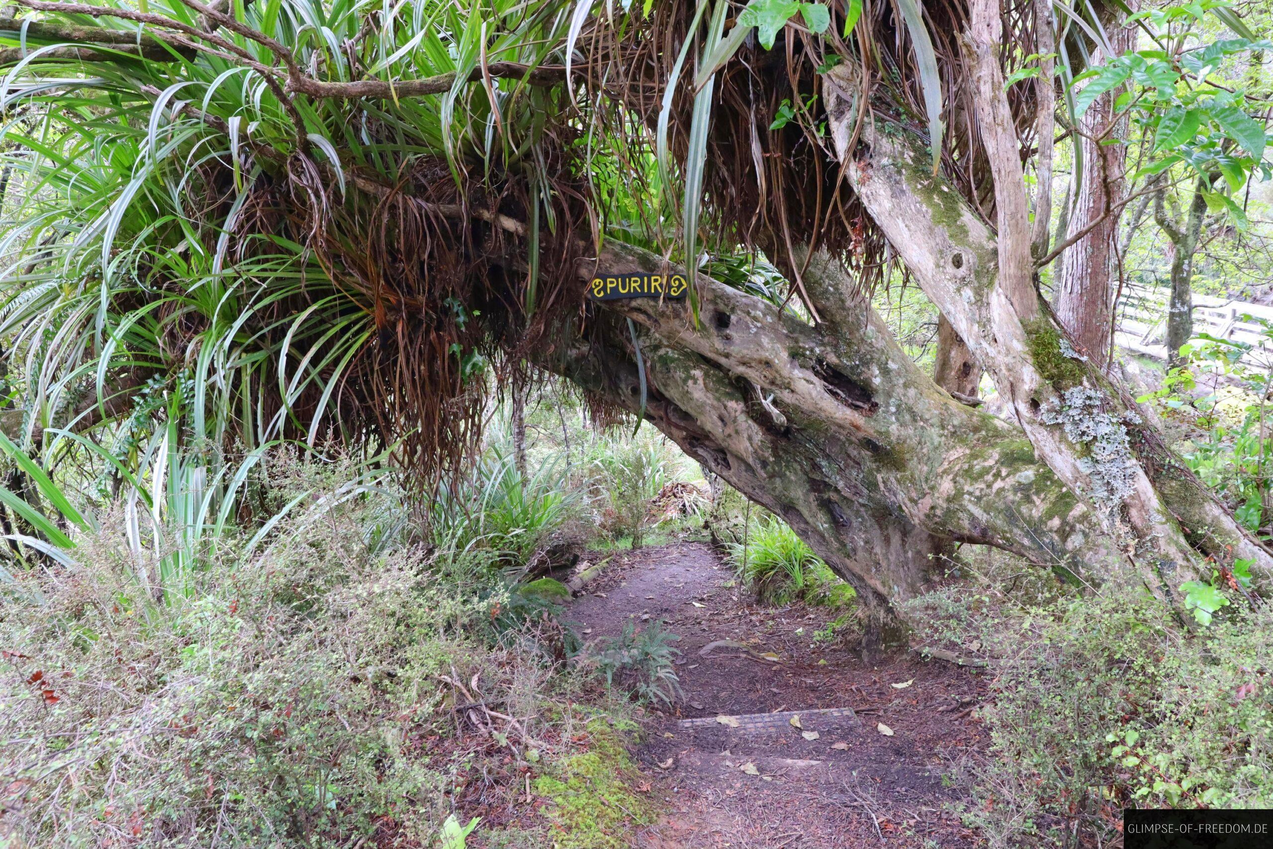 Beeindruckender Baum in Nordneuseeland scaled Beeindruckender Baum in Nordneuseeland