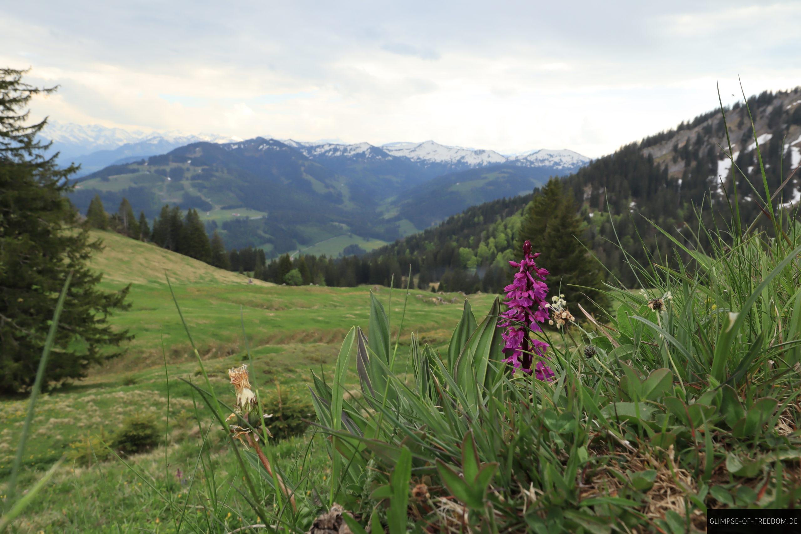 Bergblume am Baerenkoepfle scaled Bergblume am Bärenköpfle
