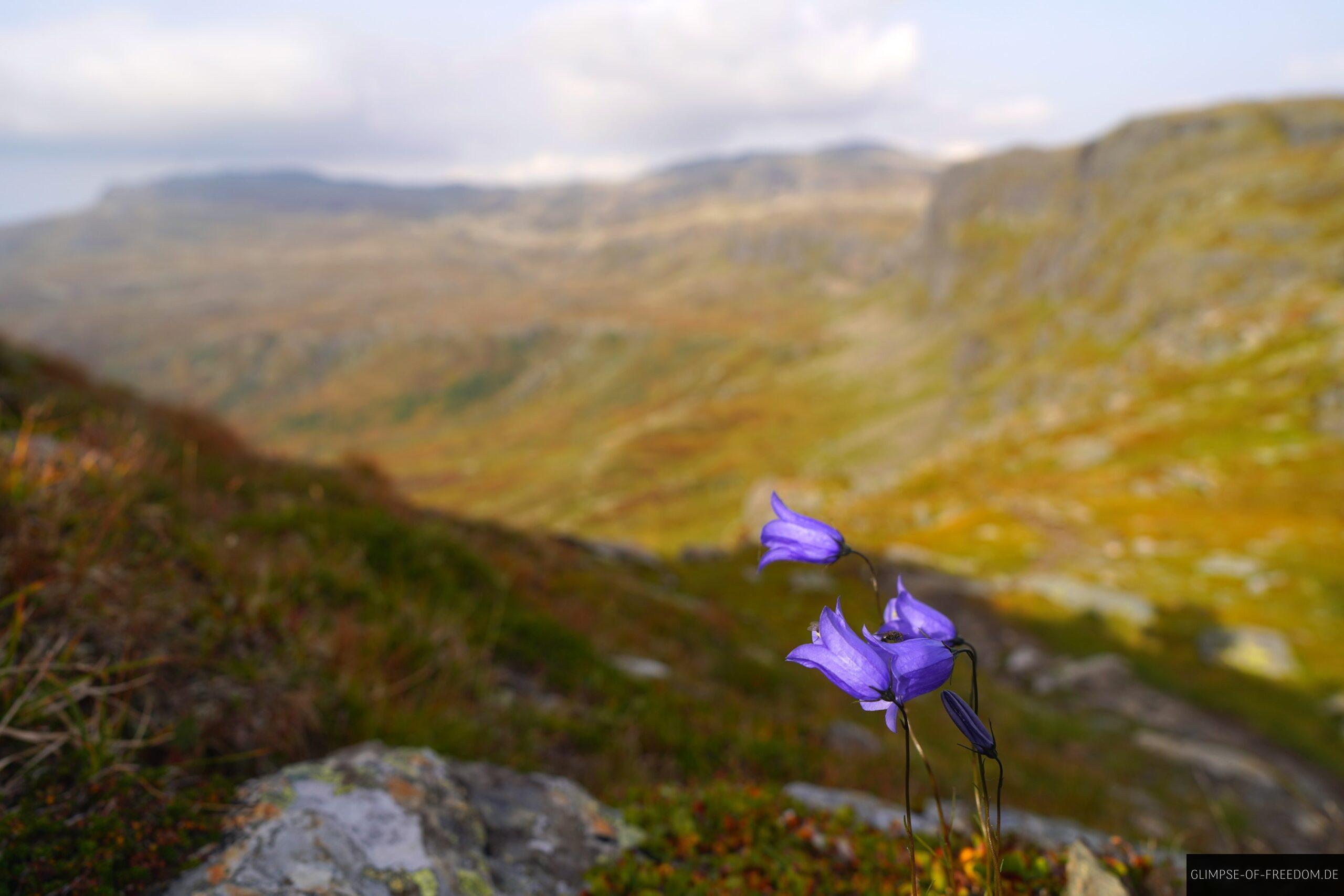 Bergblume am Rossnos scaled Bergblume am Rossnos