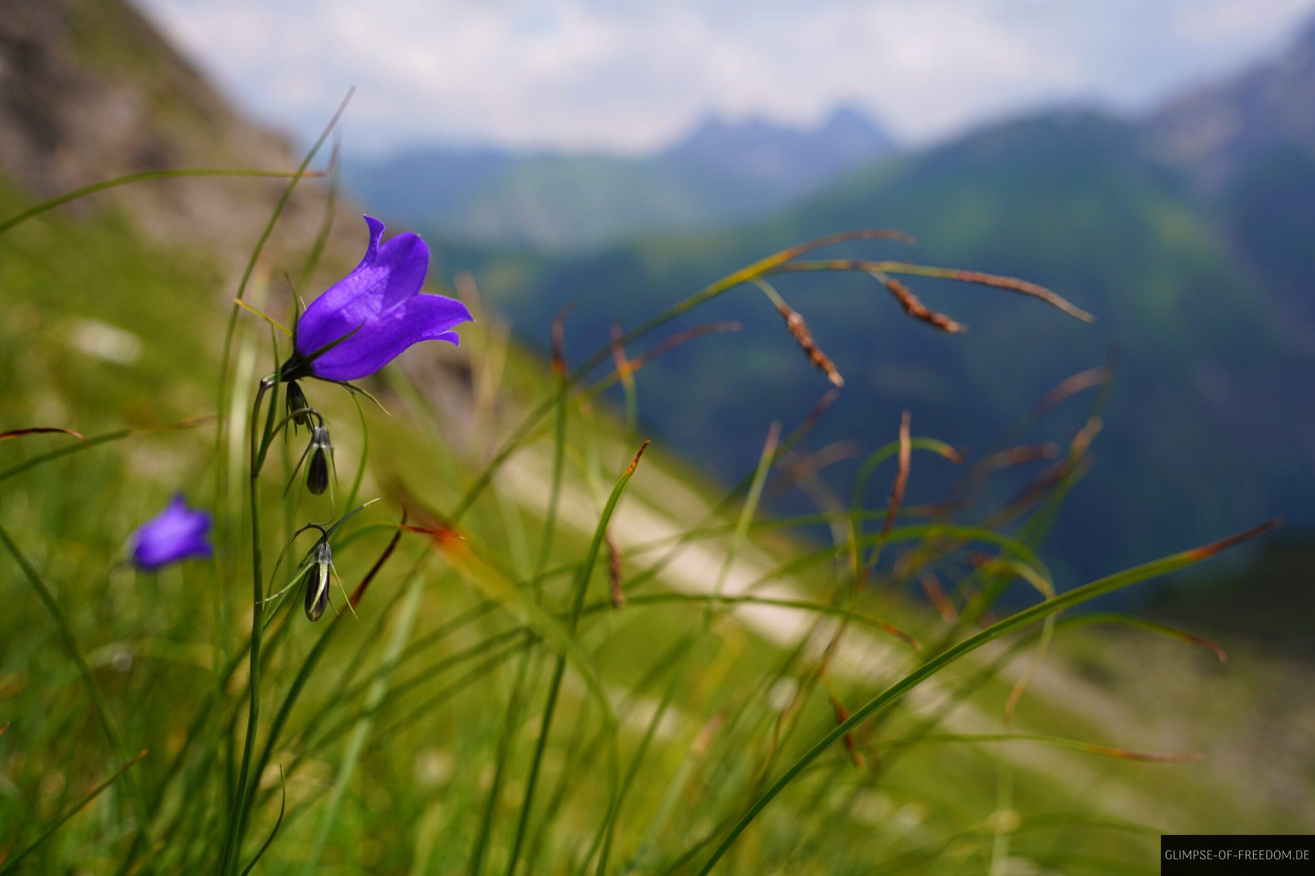 Bergblume im Allgaeu scaled Bergblume im Allgäu