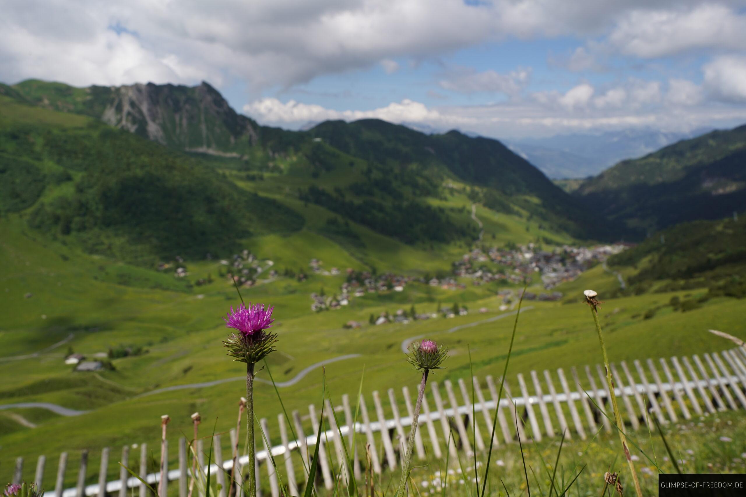 Bergblume in Liechtenstein scaled Bergblume in Liechtenstein