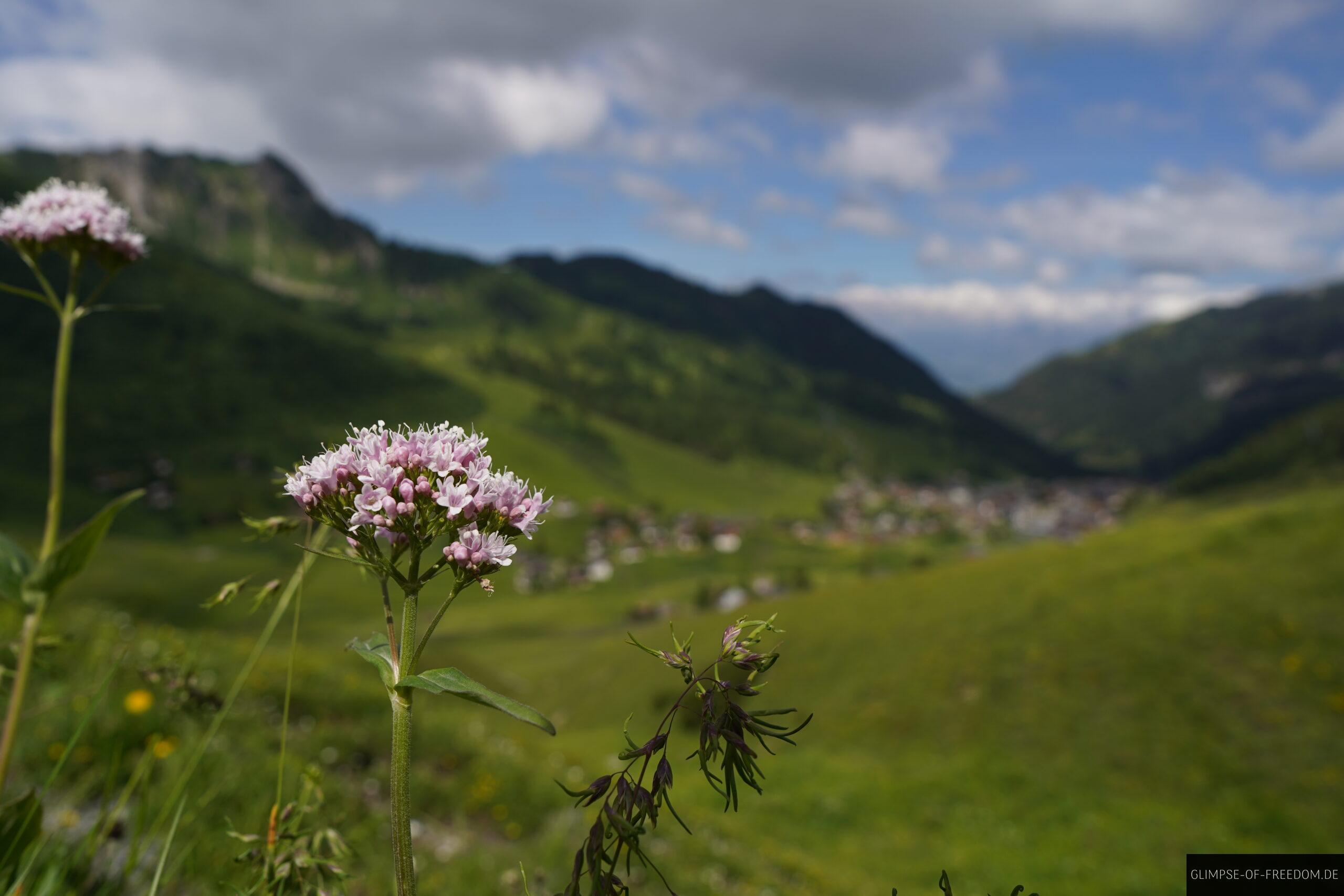Bergblume mit Panorama scaled Bergblume mit Panorama