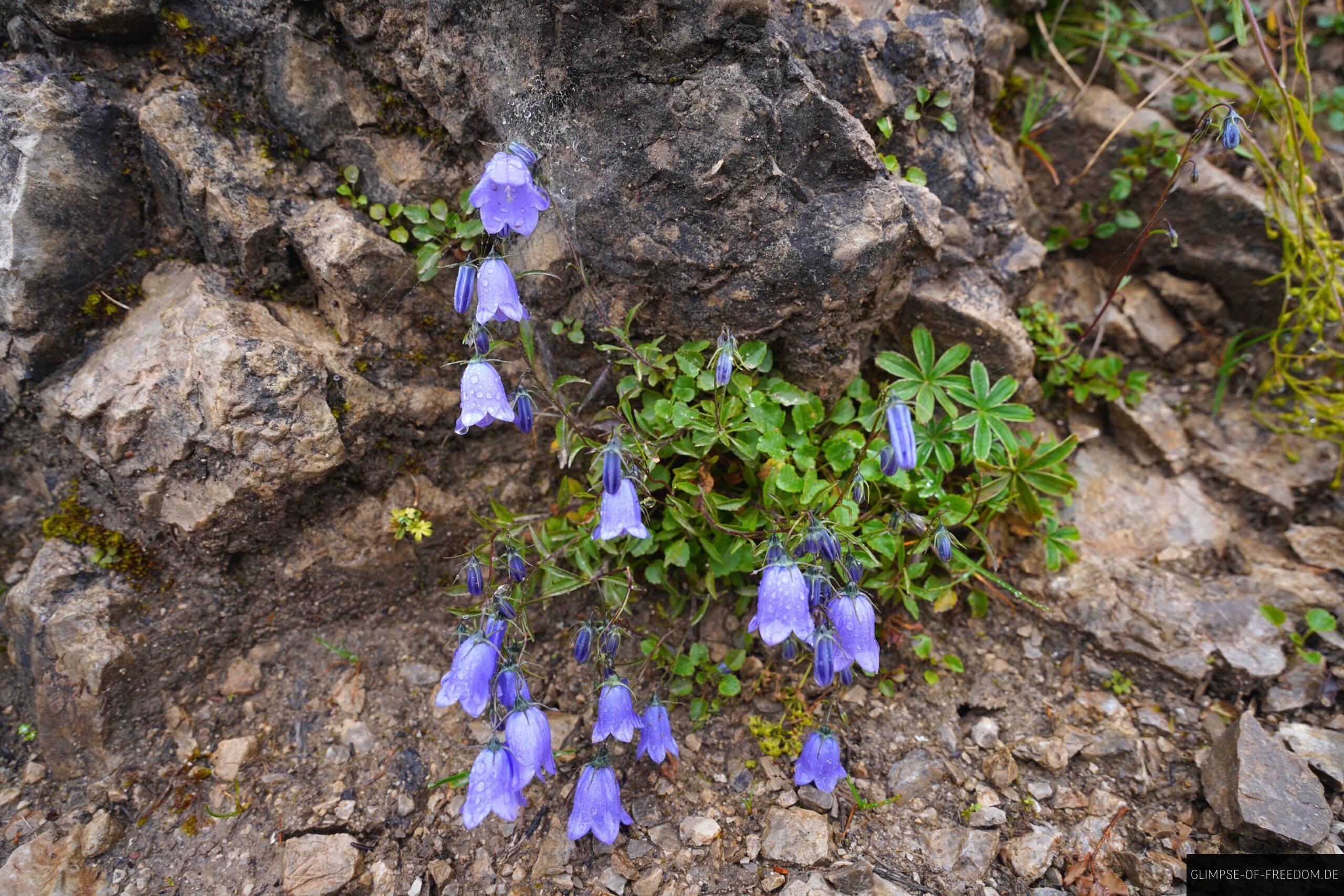 Bergblumen am Gipfel des Imberger Horns scaled Bergblumen am Gipfel des Imberger Horns