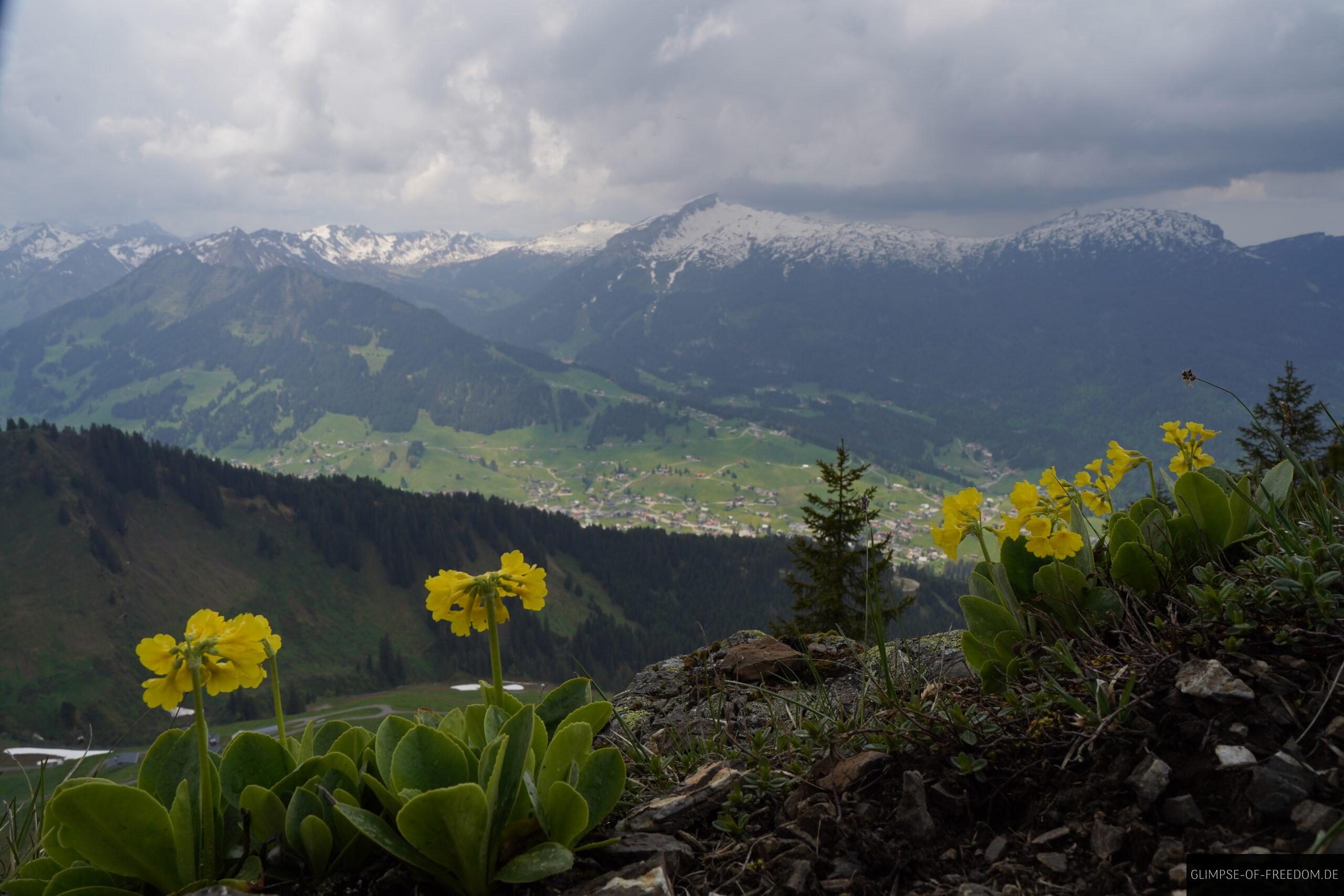 Bergblumen an der Kanzelwand scaled Bergblumen an der Kanzelwand