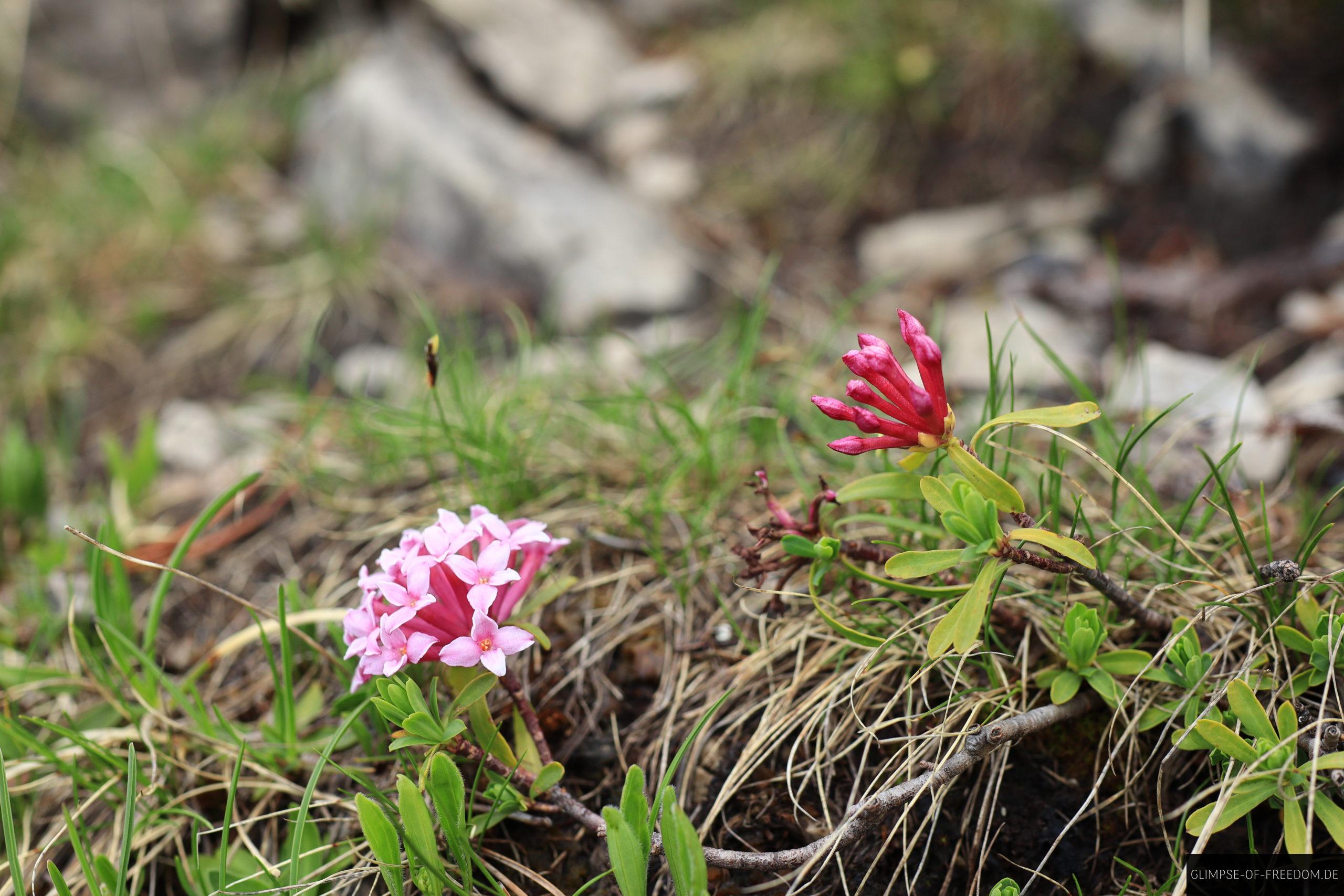 Bergblumen auf der Wanderung zur Rotspitze scaled Bergblumen auf der Wanderung zur Rotspitze
