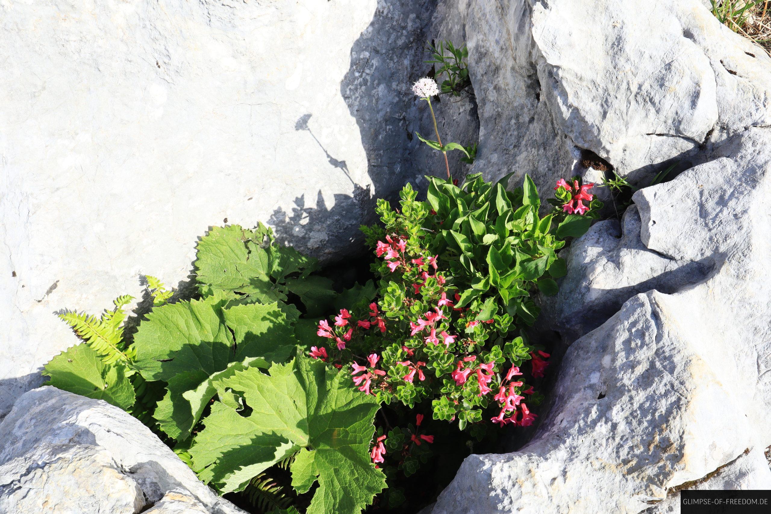 Bergblumen inmitten der Steinlandschaft scaled Bergblumen inmitten der Steinlandschaft