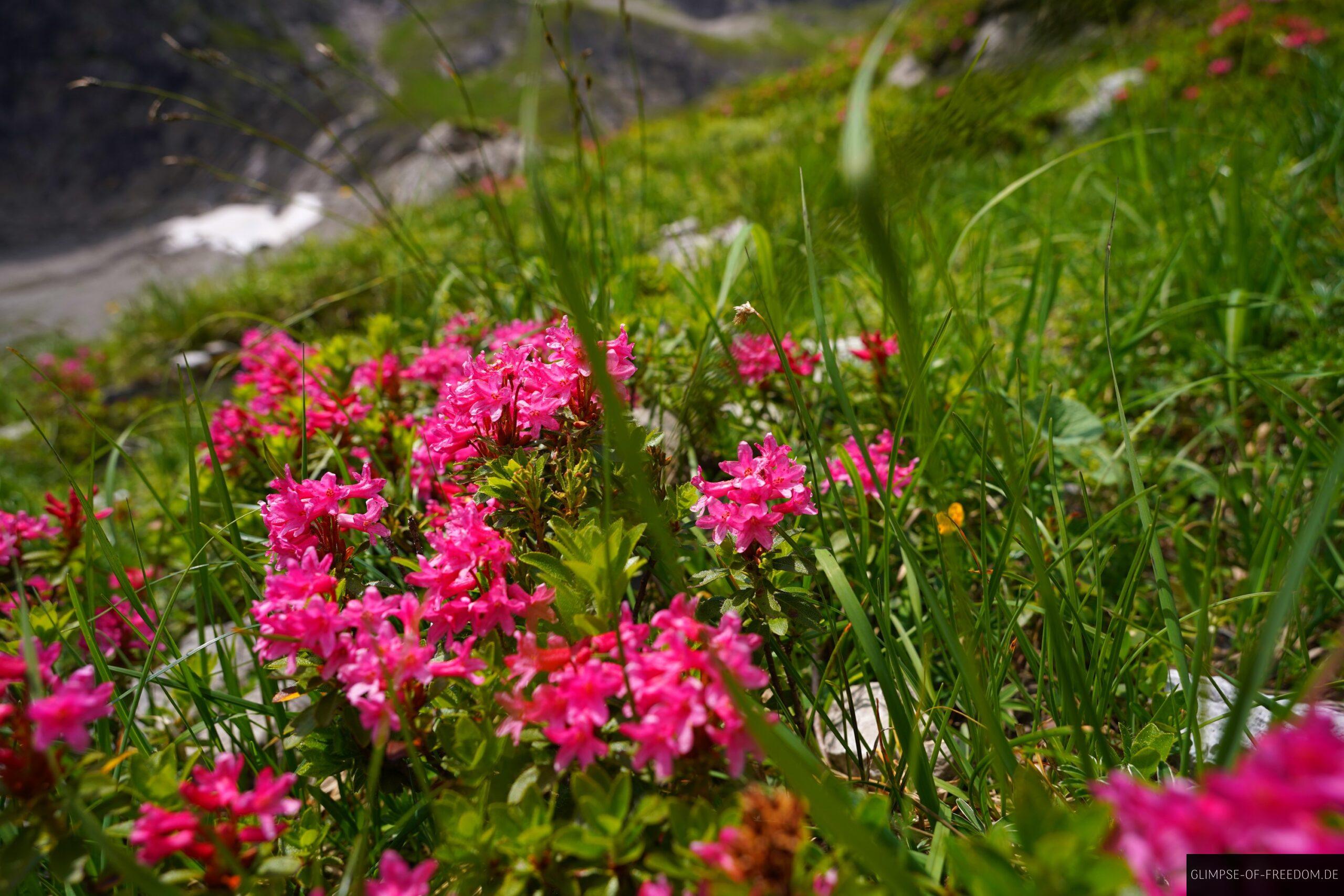 Bergblumen unterhalb des Alpkopfes scaled Bergblumen unterhalb des Alpkopfes