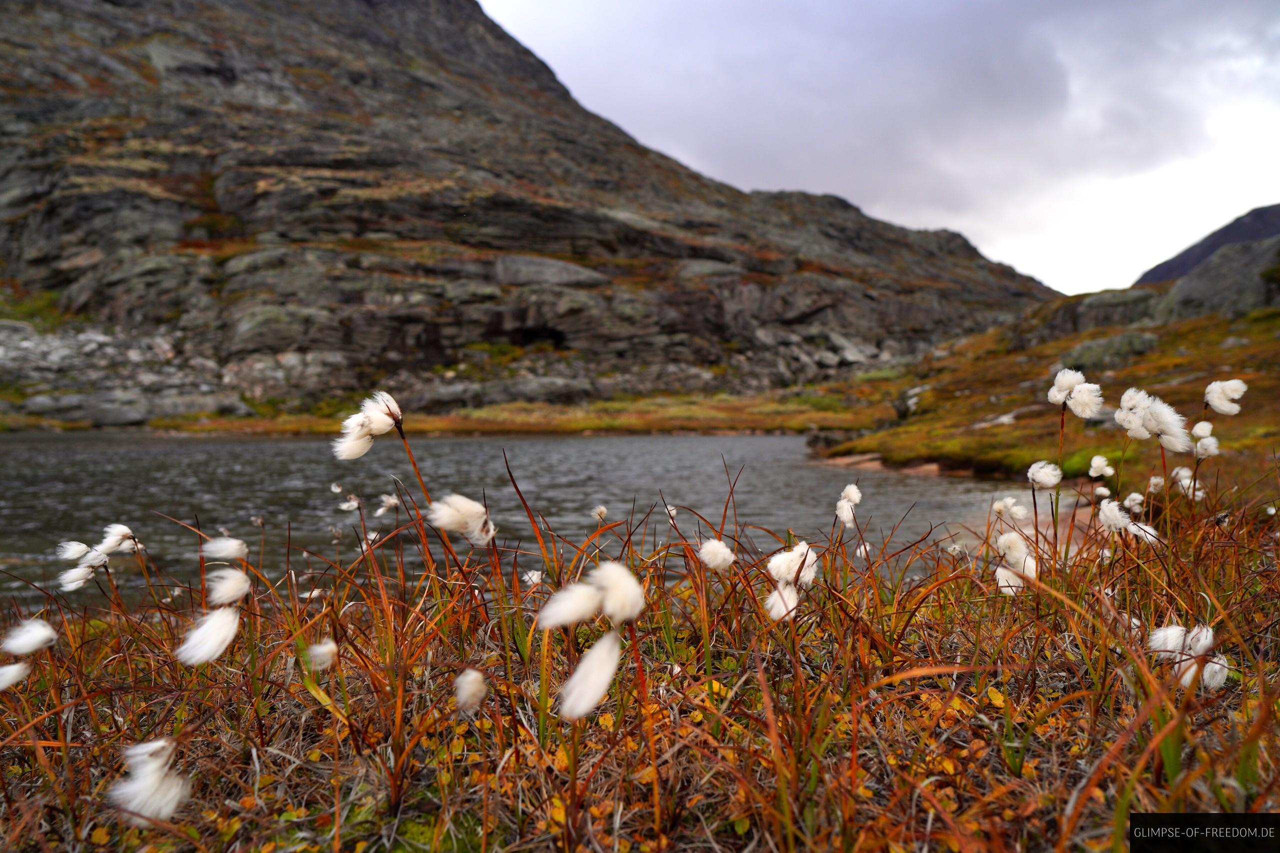 Berge und Blumen auf der Geiranger Trollstigen Strasse Berge und Blumen auf der Geiranger Trollstigen Strasse