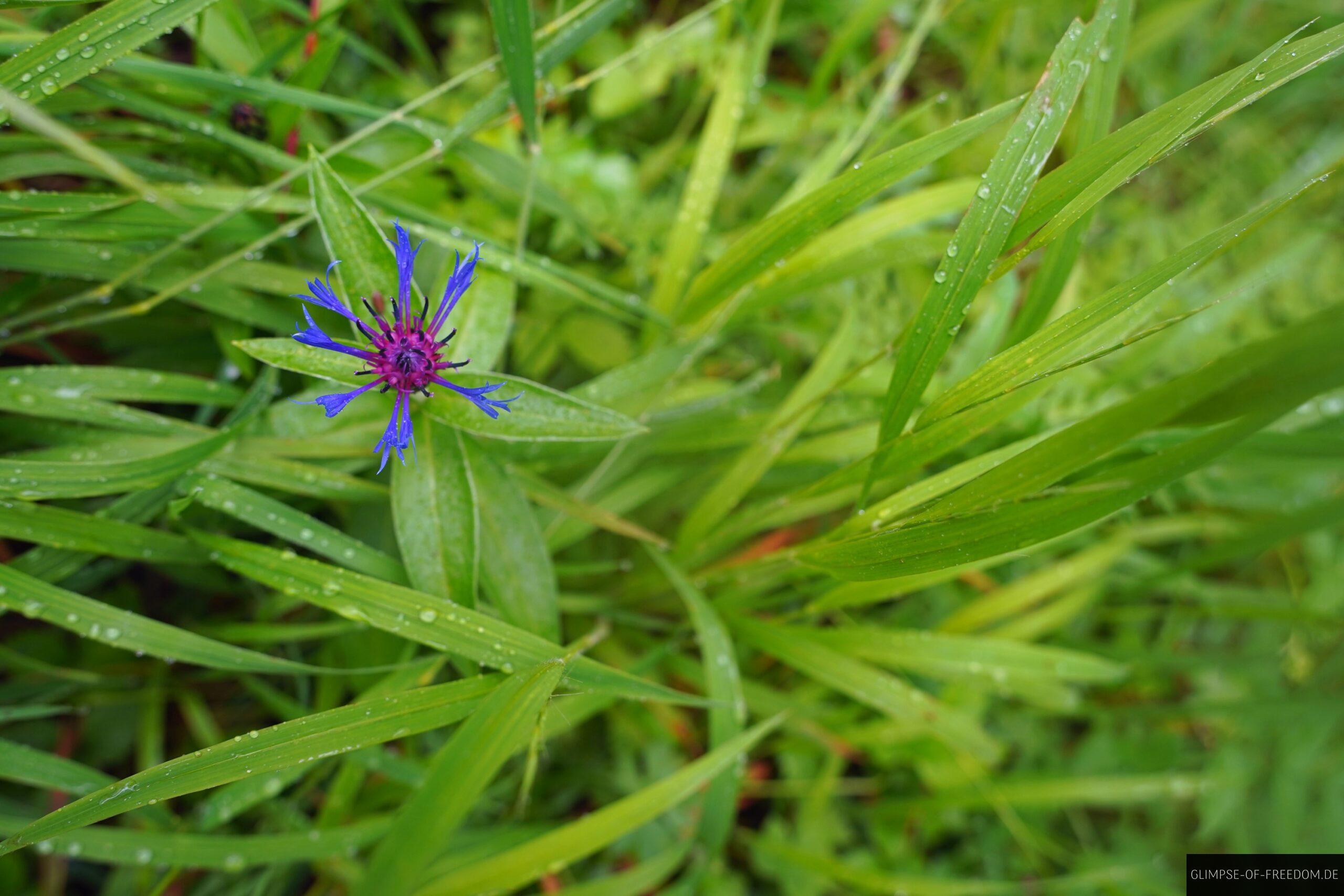 Bergpflanzen am Imberger Horn scaled Bergpflanzen am Imberger Horn