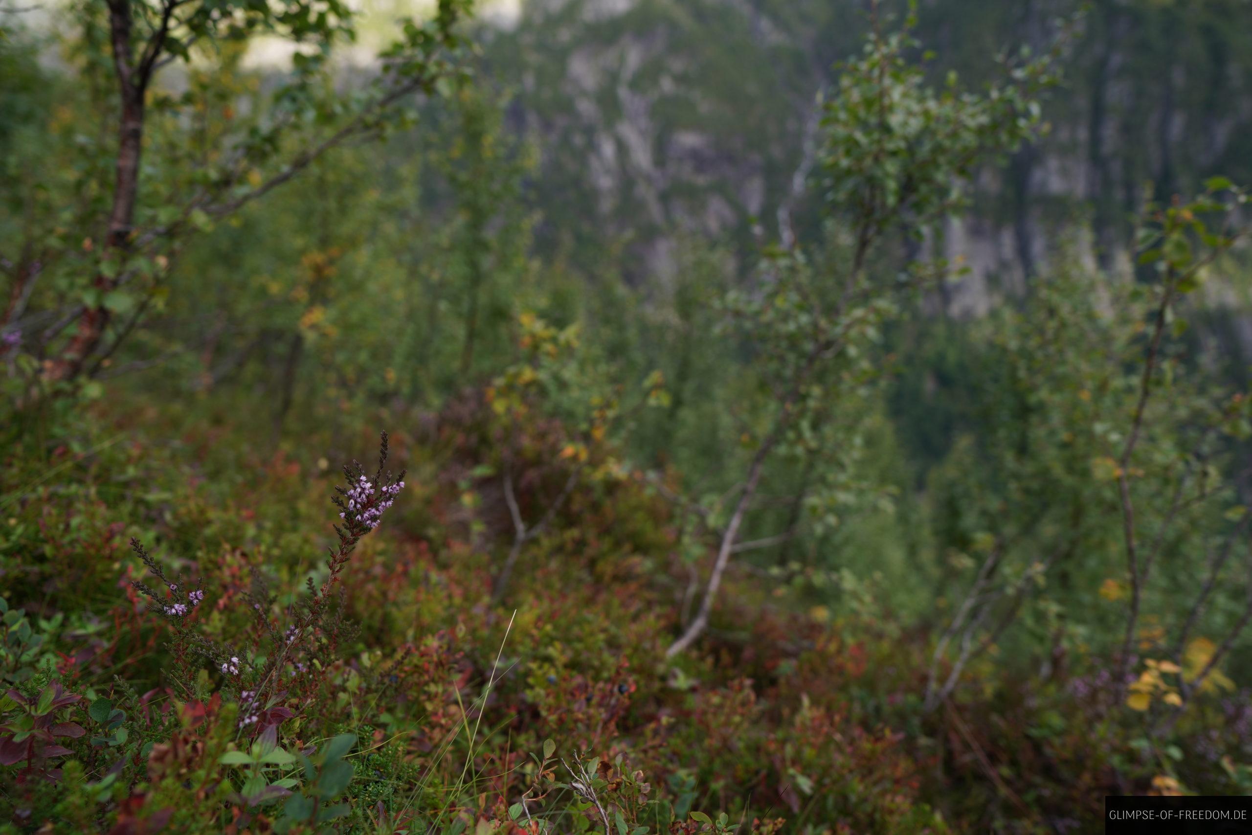 Bergpflanzen am Reinanuten scaled Bergpflanzen am Reinanuten