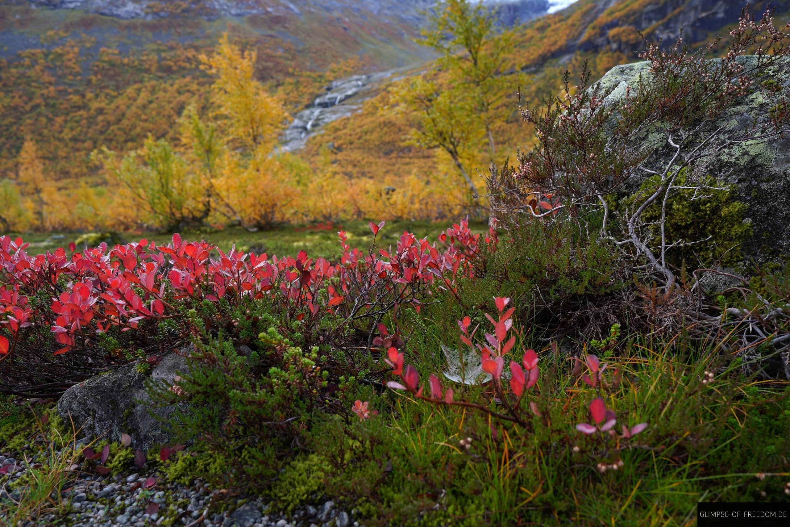 Bergsetbreen Pflanzenwelt Bergsetbreen Pflanzenwelt
