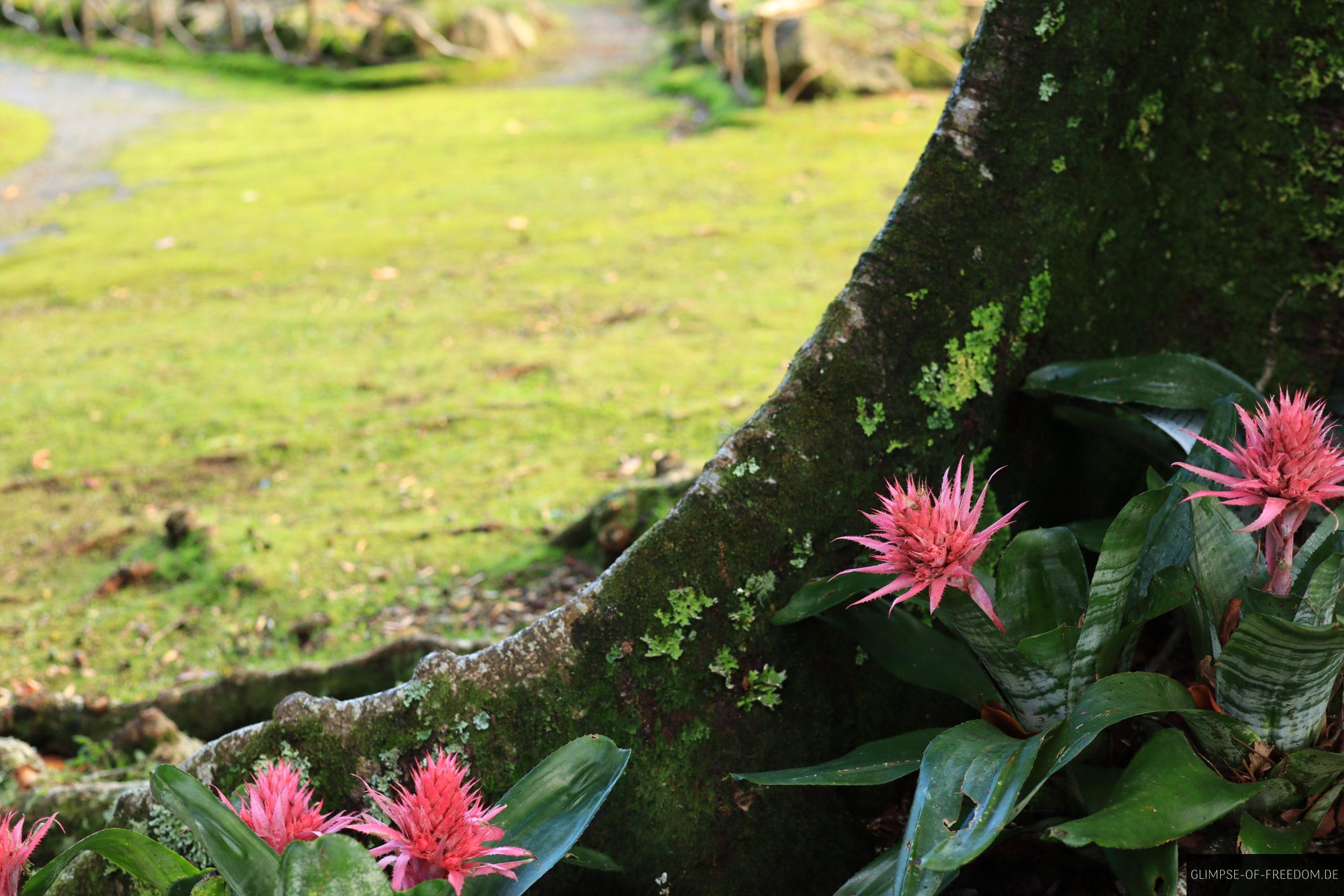 Besondere Blumenwelt im Azoren Park