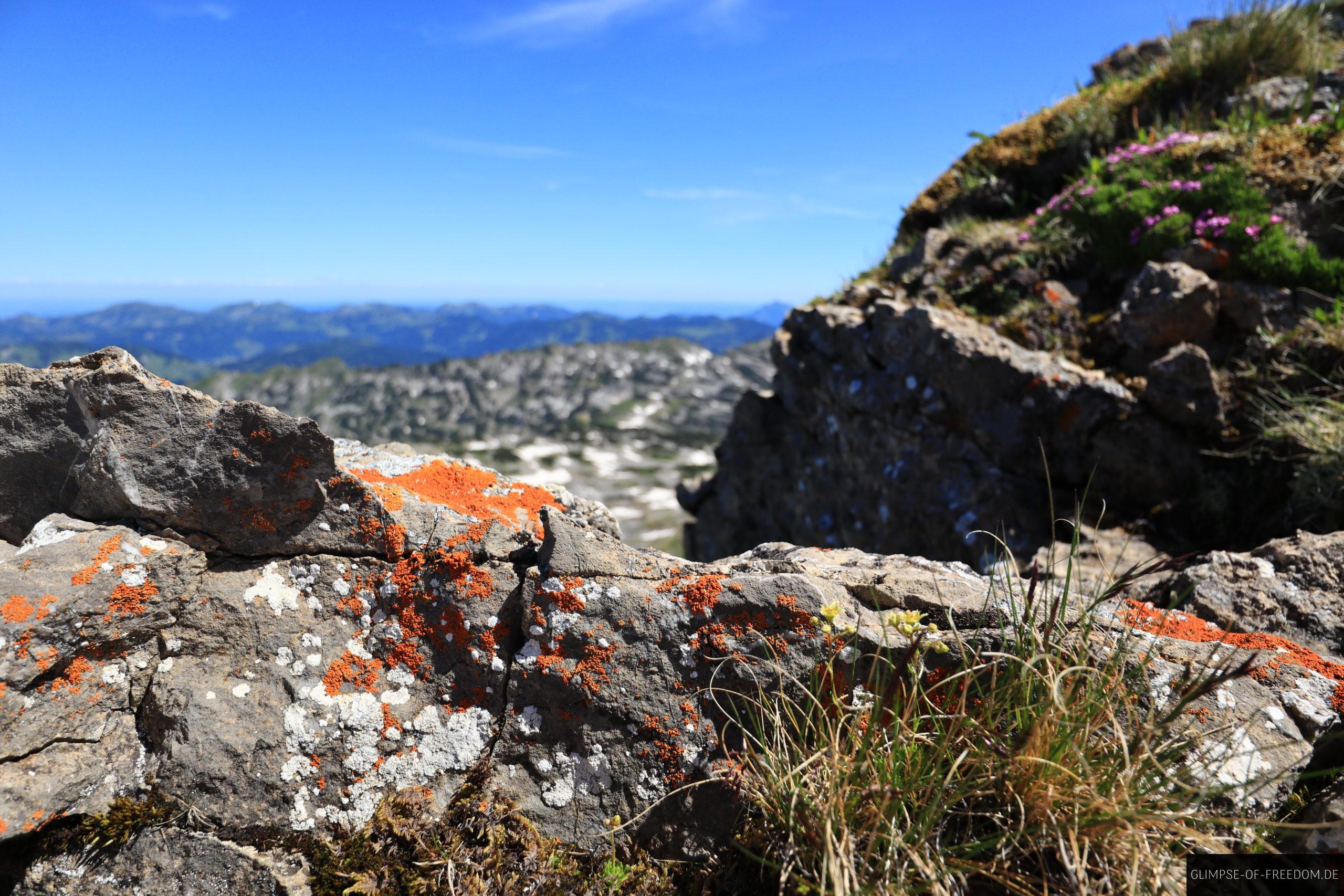 Besondere Vegetation auf dem Hohen Ifen scaled Besondere Vegetation auf dem Hohen Ifen