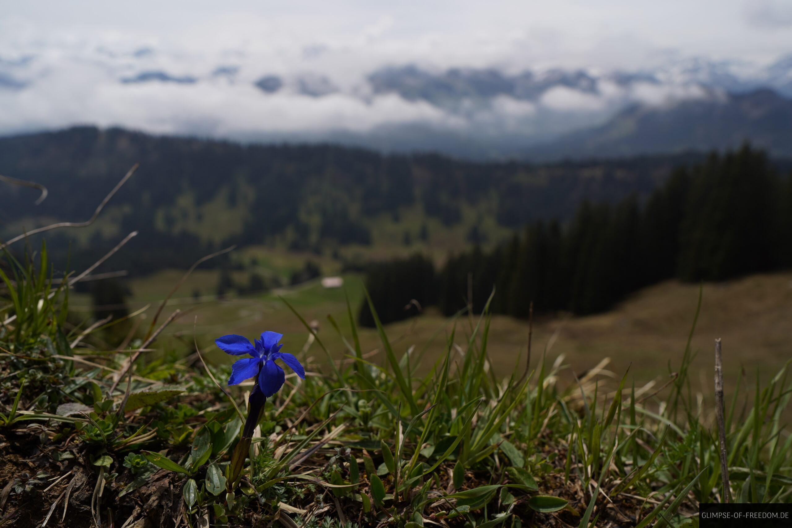 Blaue Bergblume am Besler scaled Blaue Bergblume am Besler