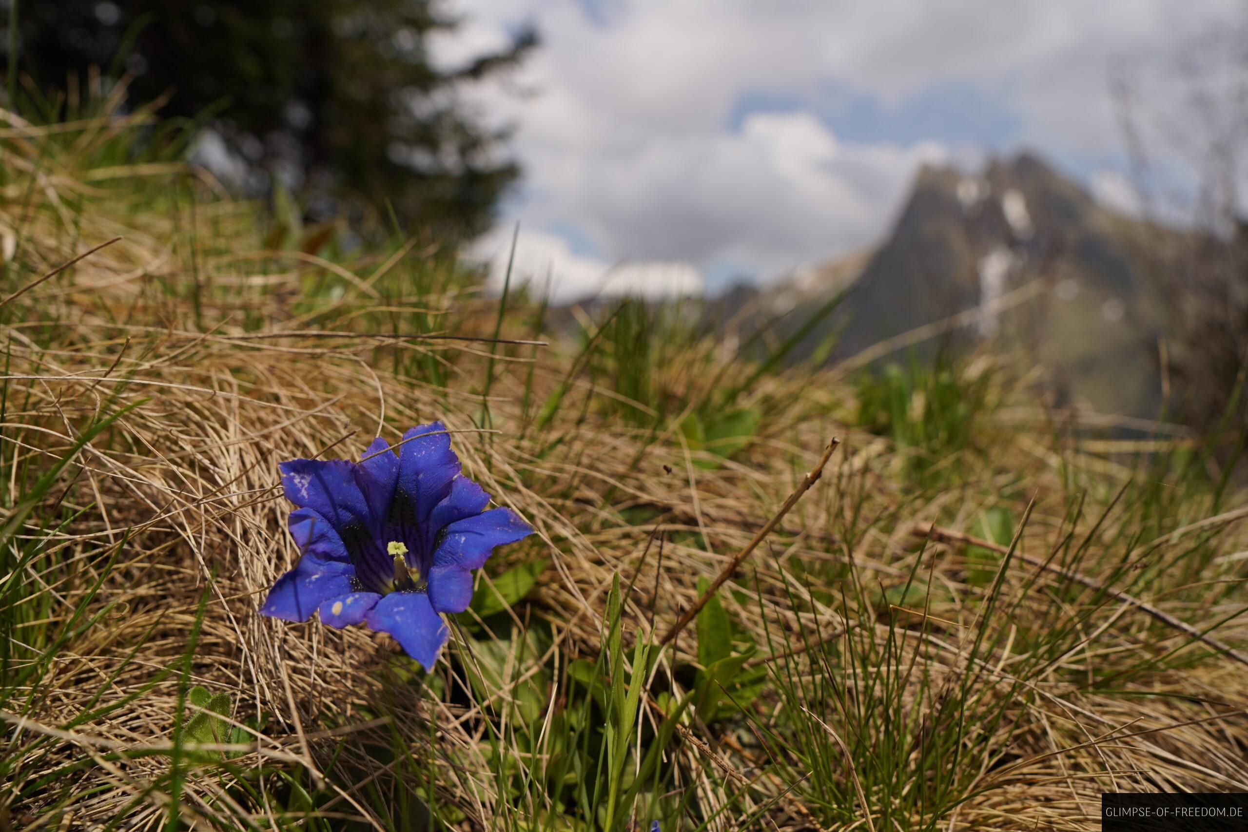 Blaue Bergblume am Kegelkopf scaled Blaue Bergblume am Kegelkopf