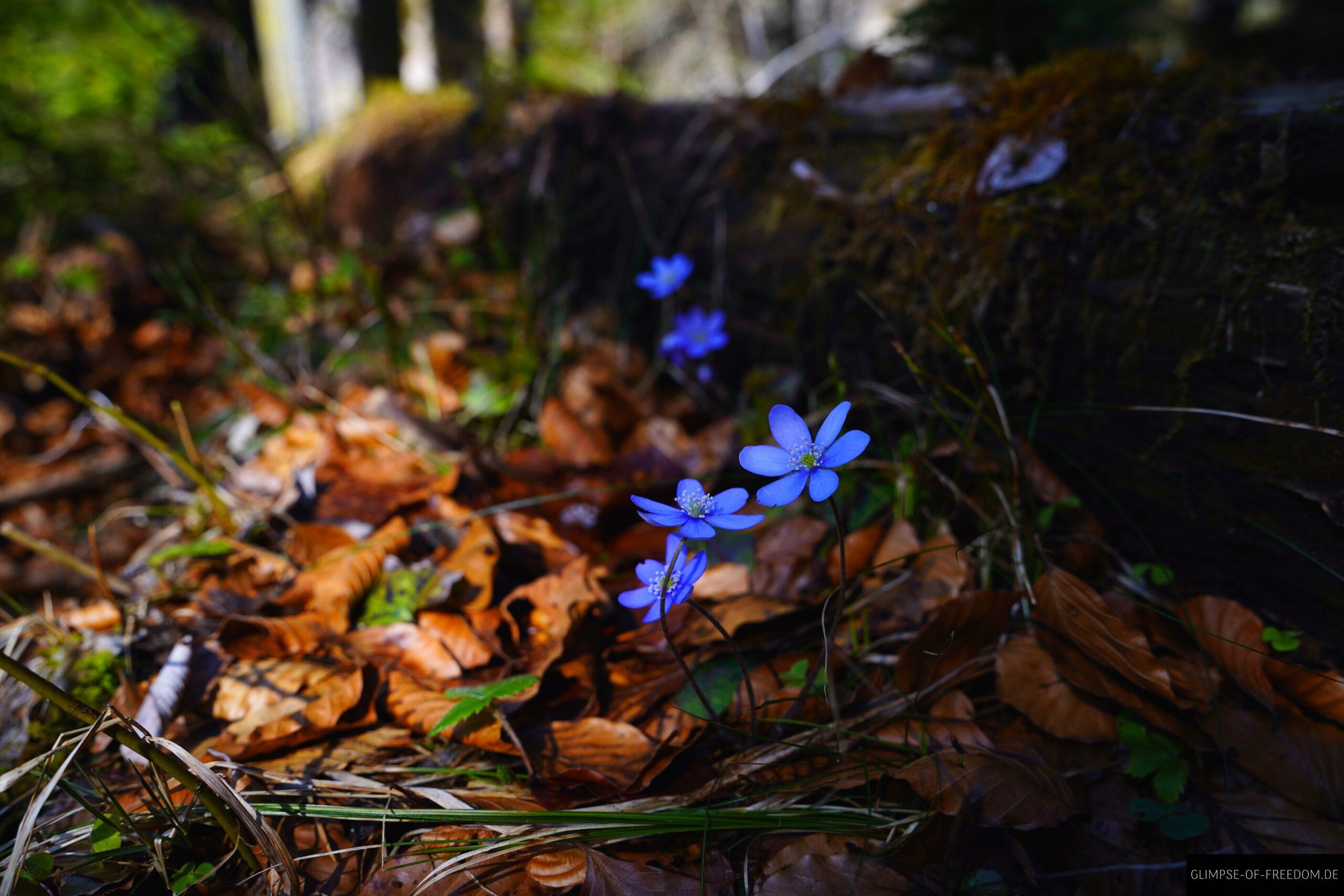 Blaue Blumen in der Huettlebachklamm scaled Blaue Blumen in der Hüttlebachklamm