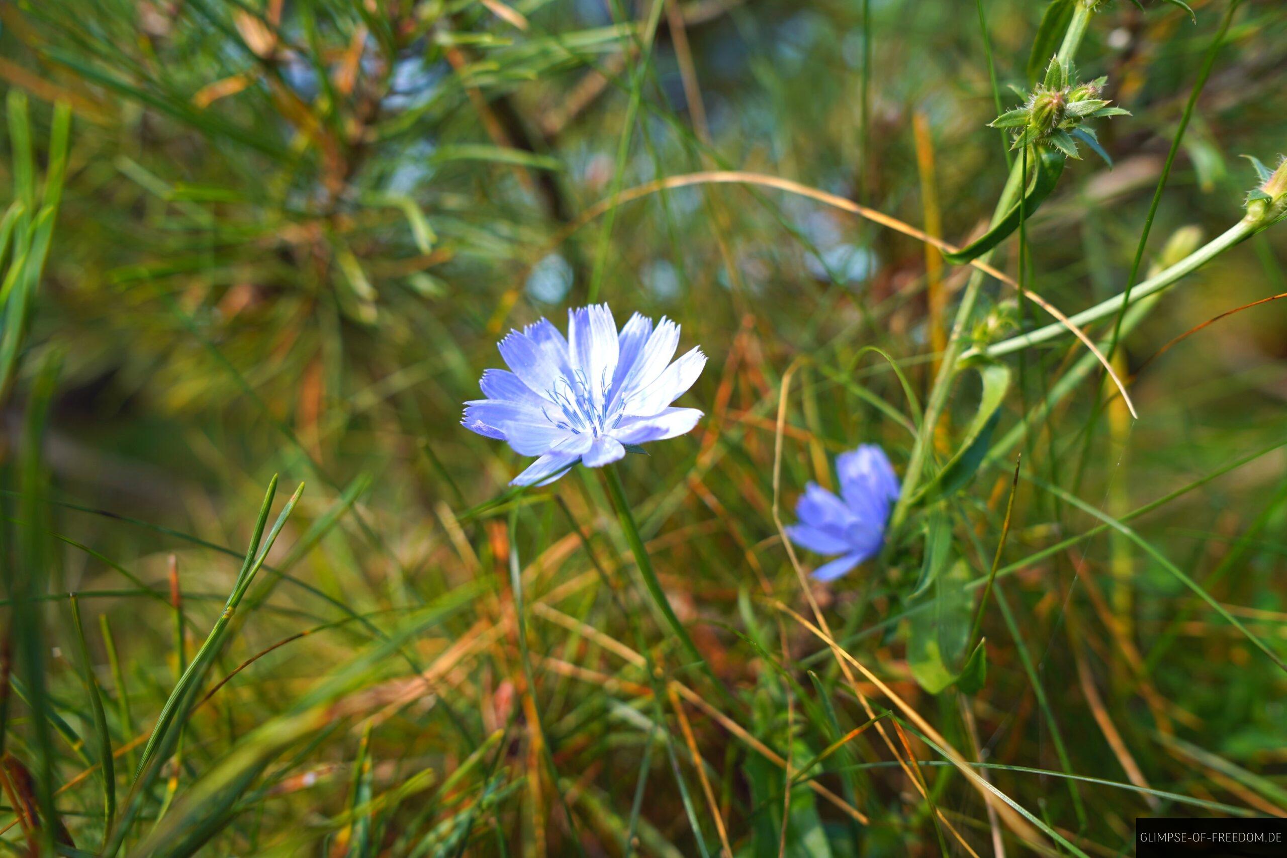 Blaume Blumen in der Heide scaled Blaume Blumen in der Heide