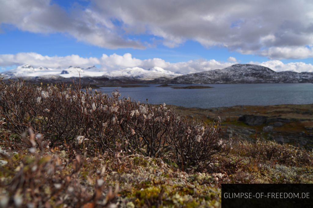 Blick auf Bergpflanzen am Sognefjellet Norwegen