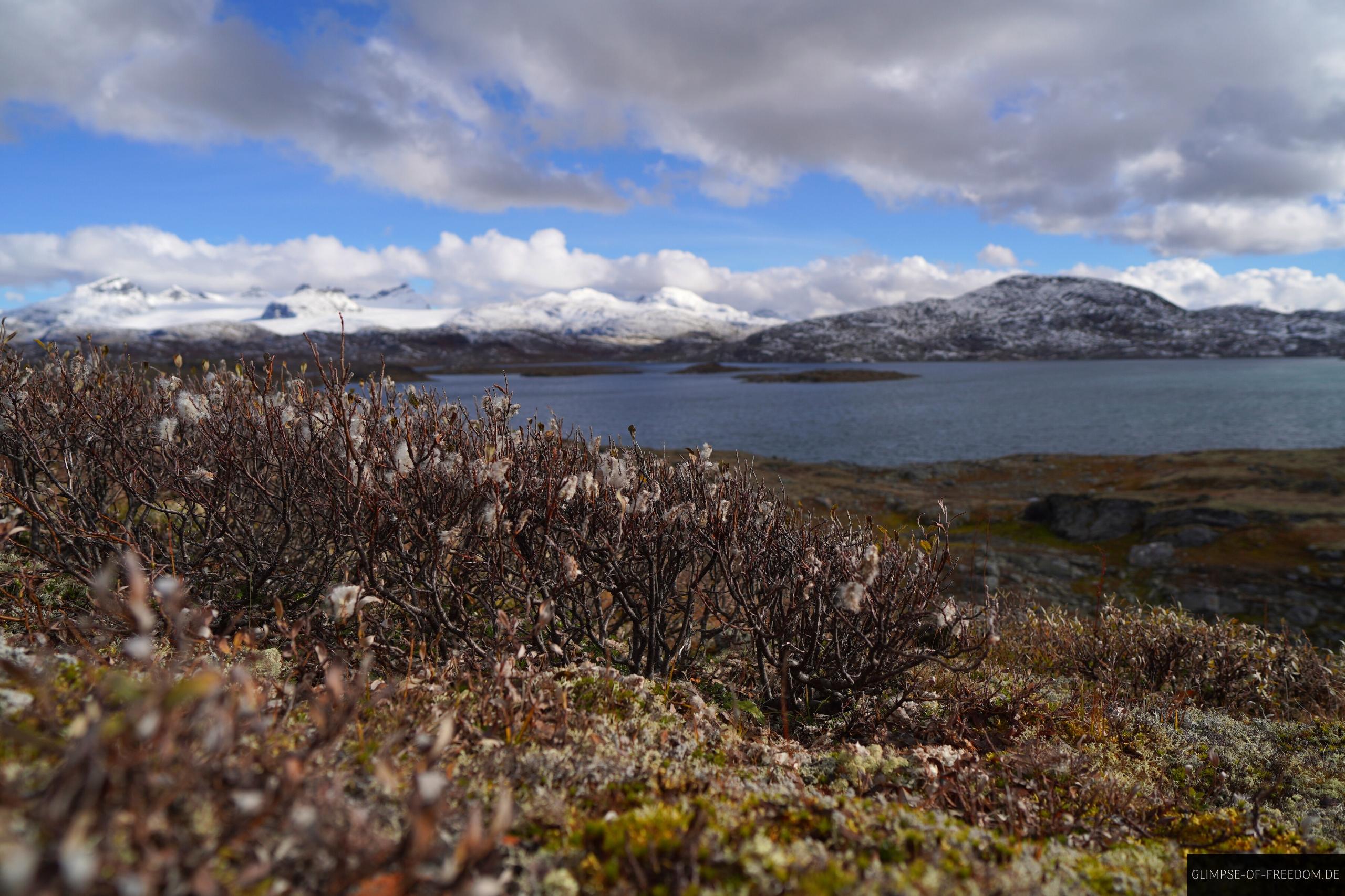 Blick auf Bergpflanzen am Sognefjellet Norwegen