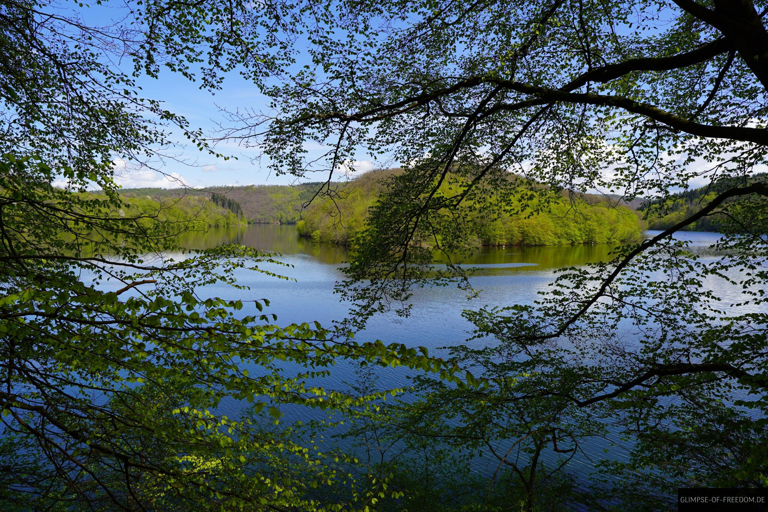 Blick auf den Edersee durch die Baeume scaled Blick auf den Edersee durch die Bäume