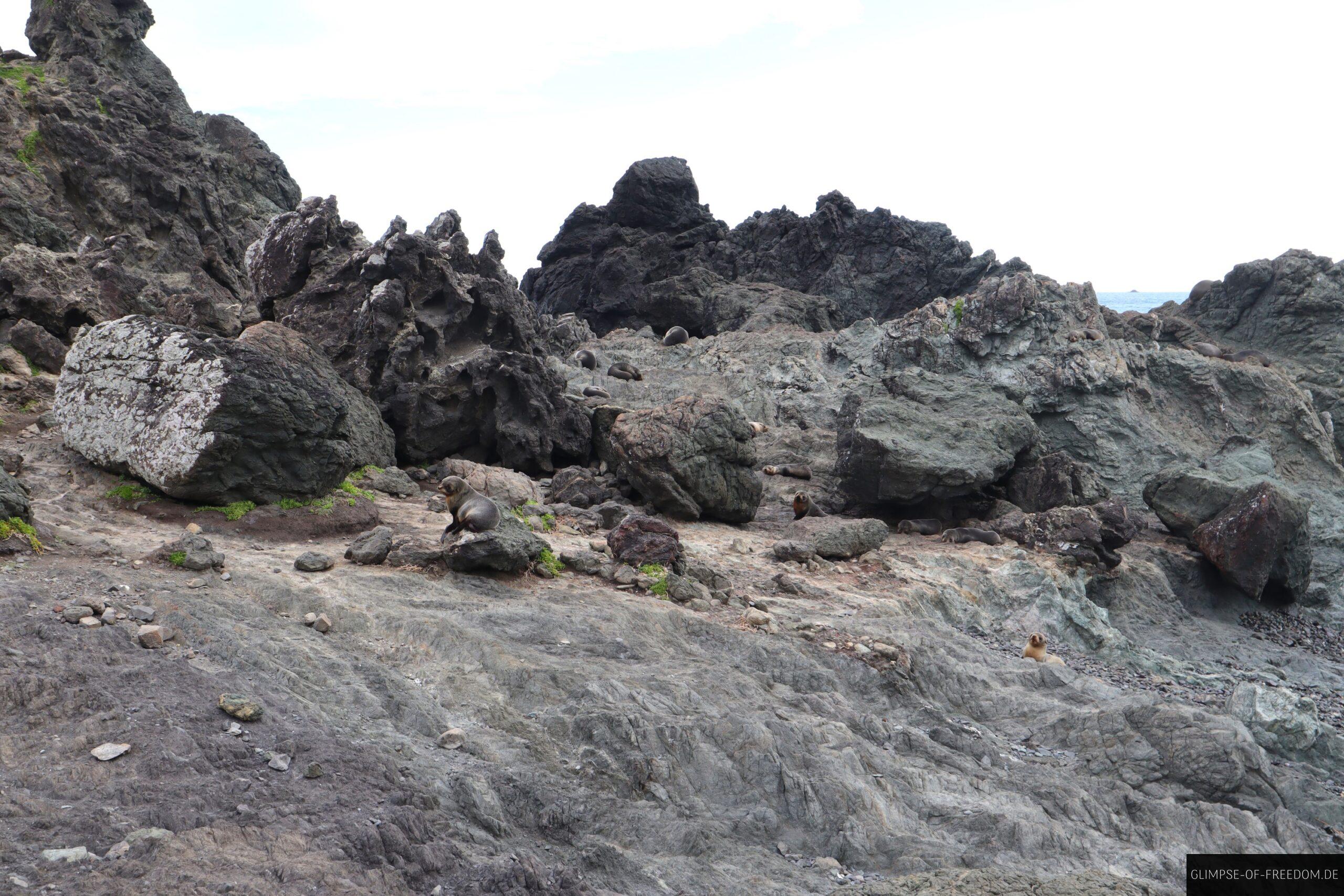 Blick auf einige Robben am Cape Palliser scaled Blick auf einige Robben am Cape Palliser