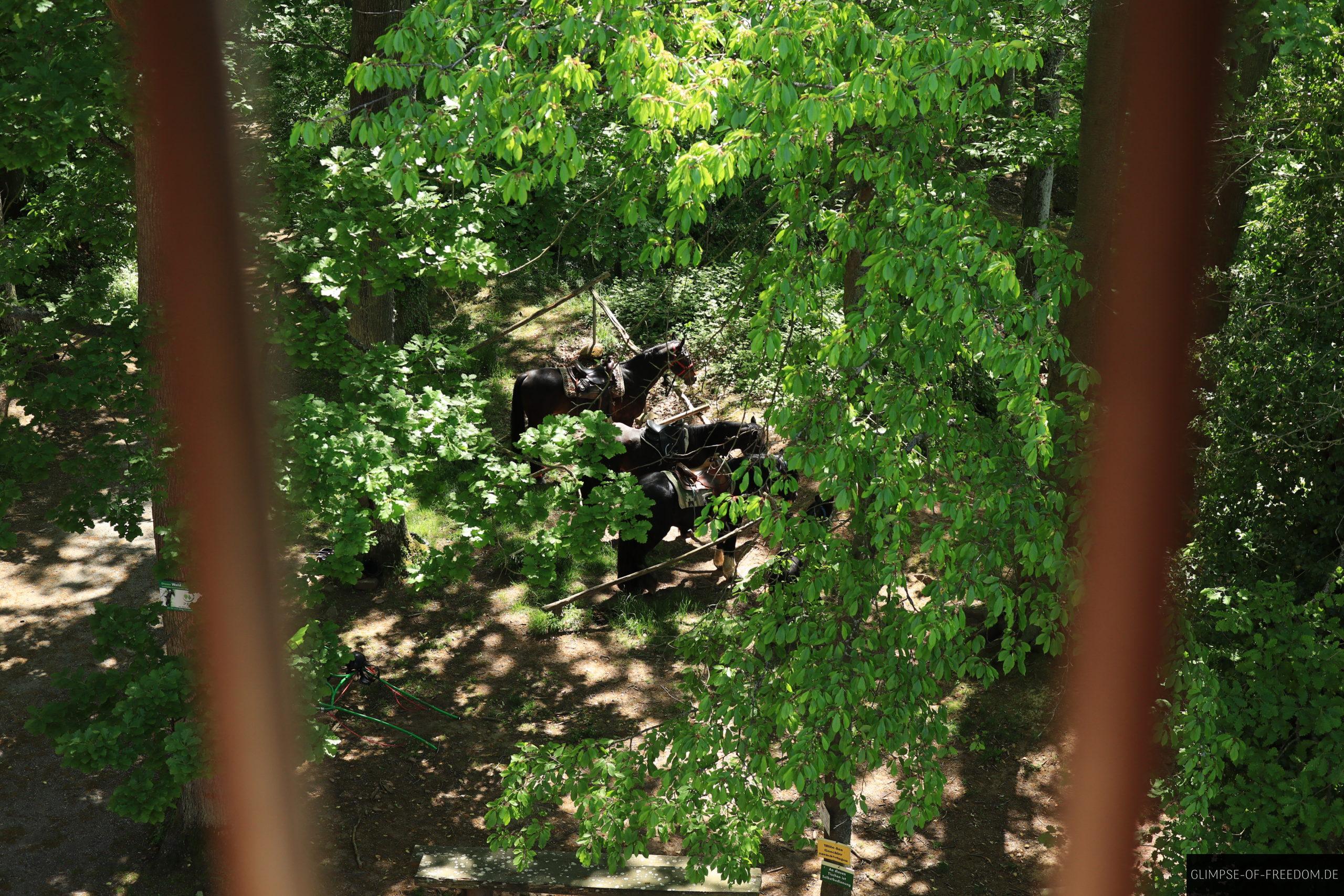 Blick aus dem innern des Klingenbergturms auf Pferde scaled Blick aus dem innern des Klingenbergturms auf Pferde